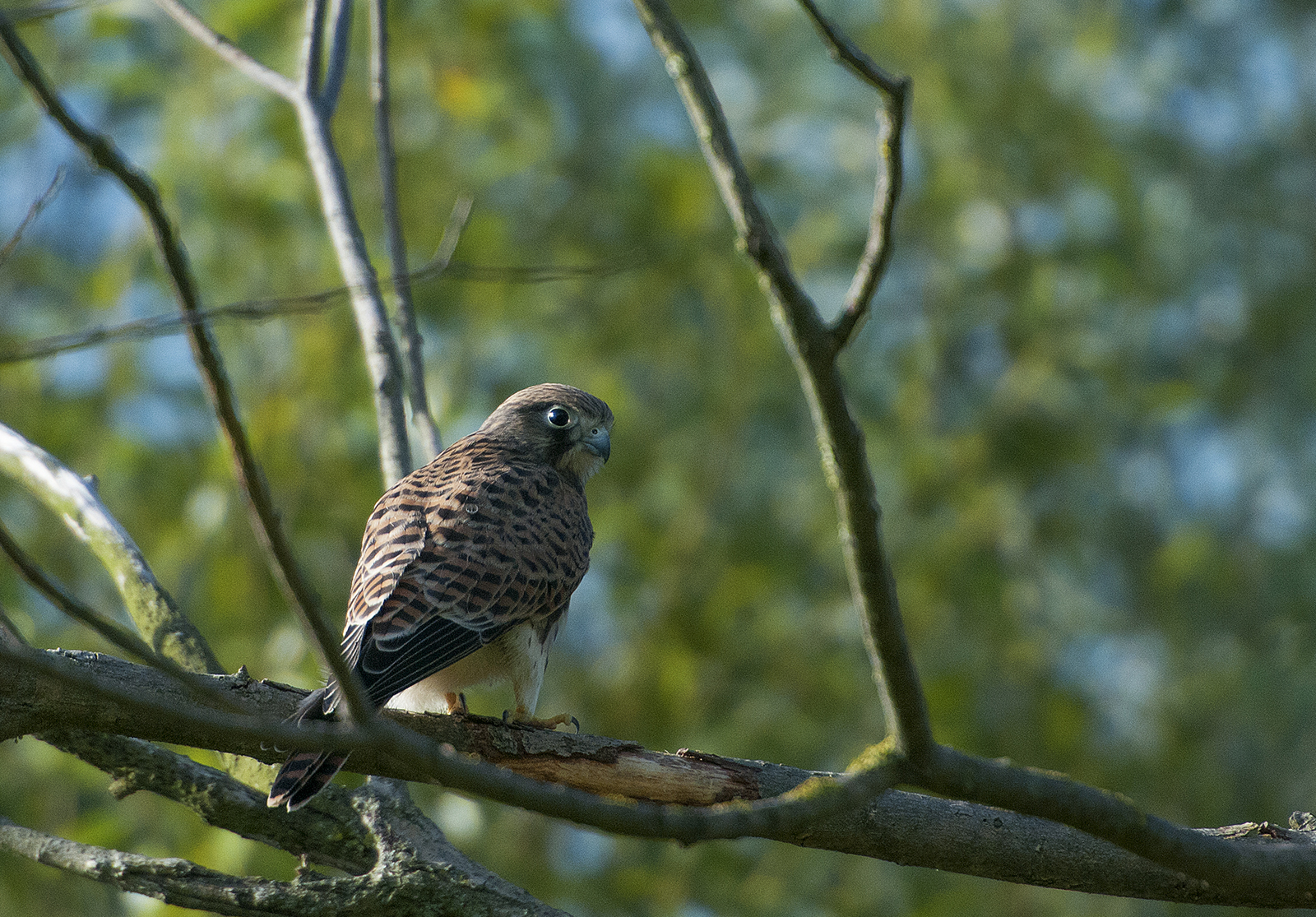 Kestrel