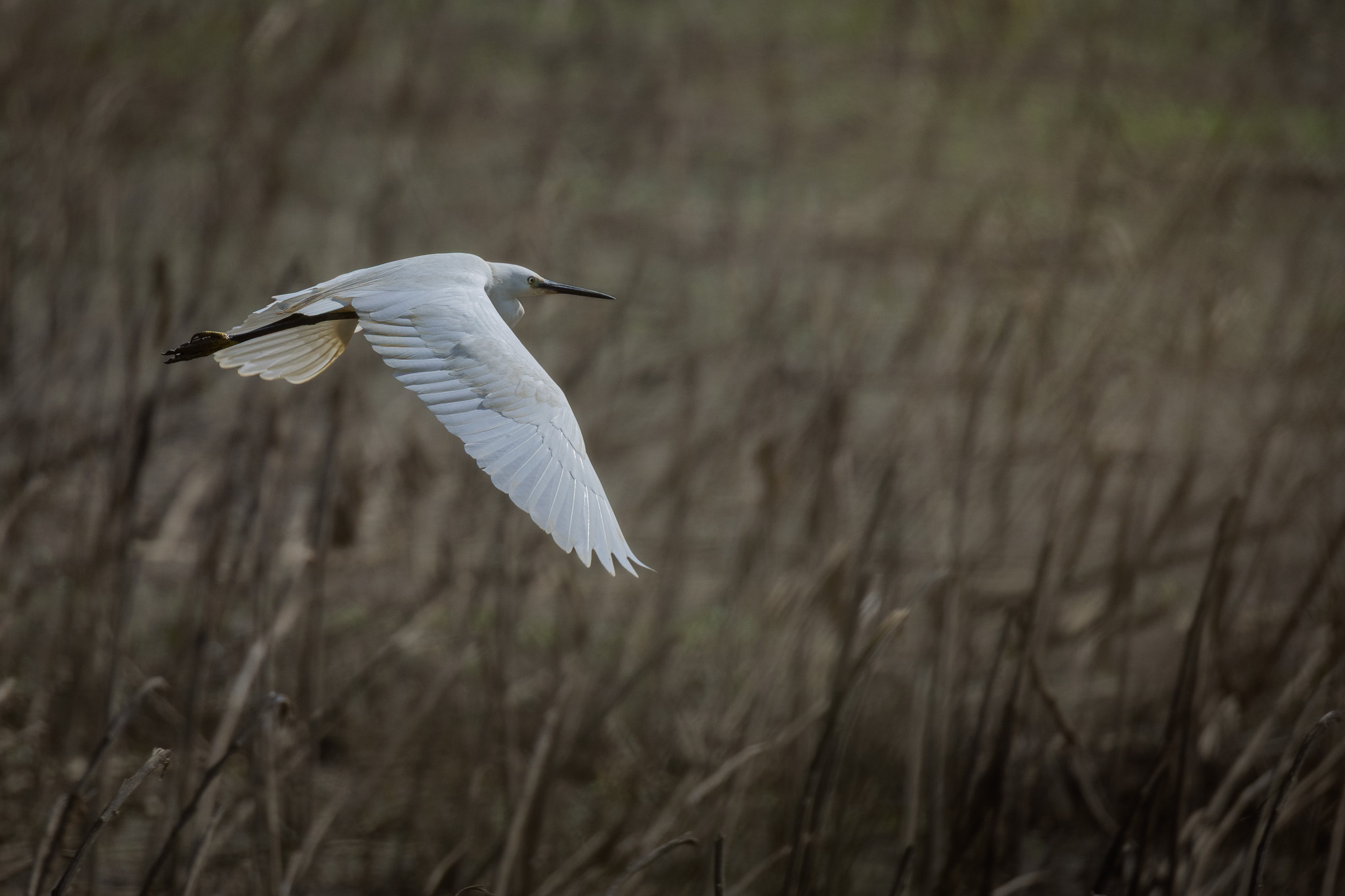 Prima scatti avifauna