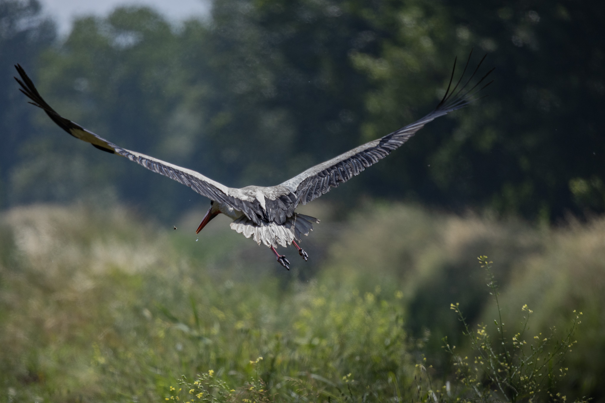 Prima scatti avifauna