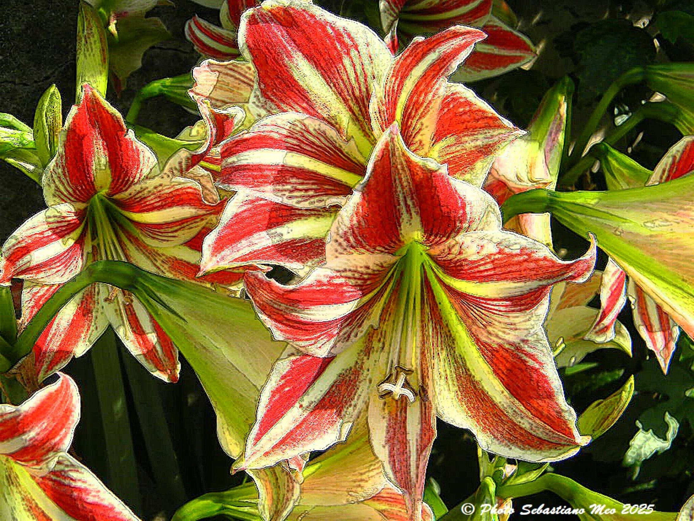 Fiori di Primavera 91