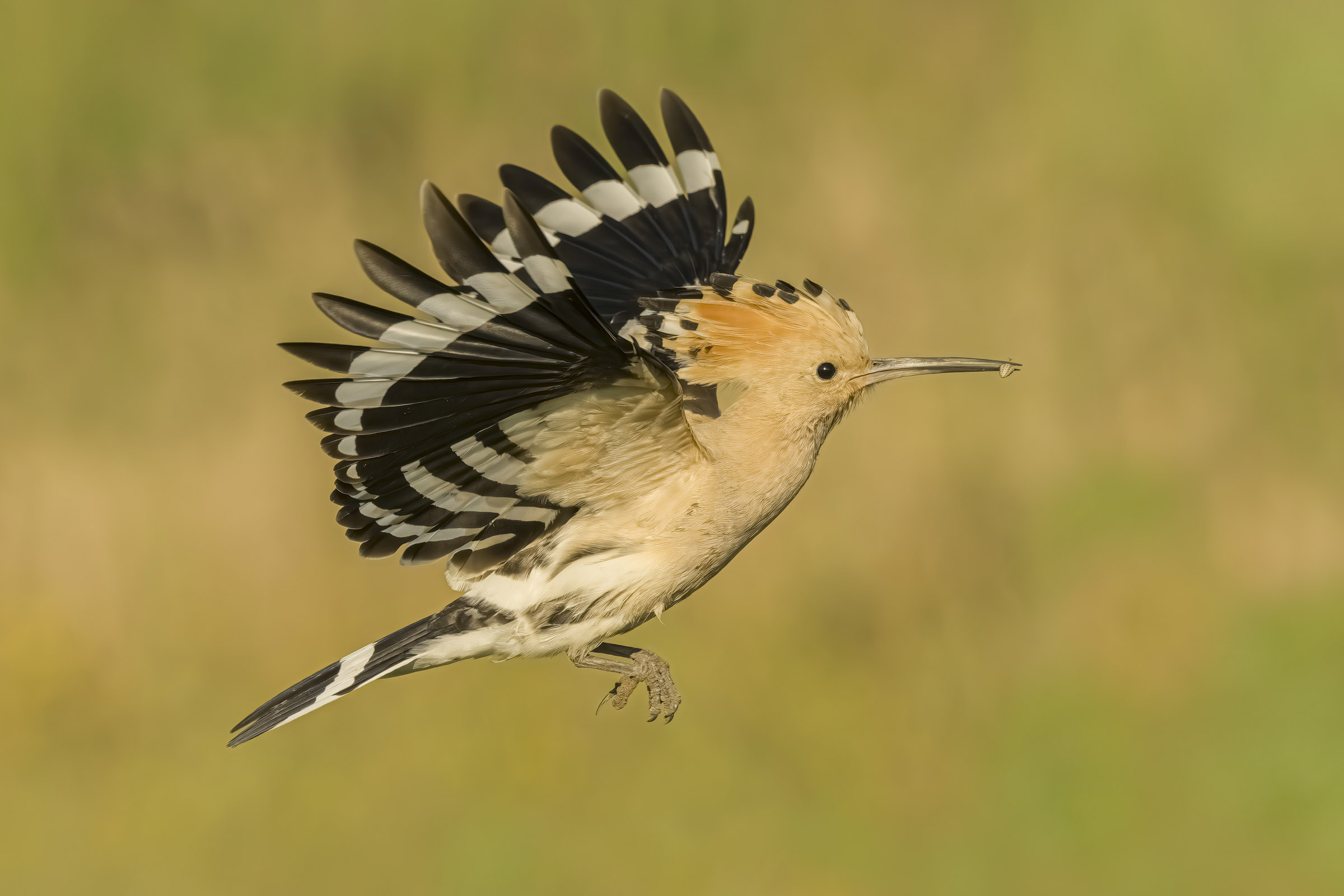 Hoopoe