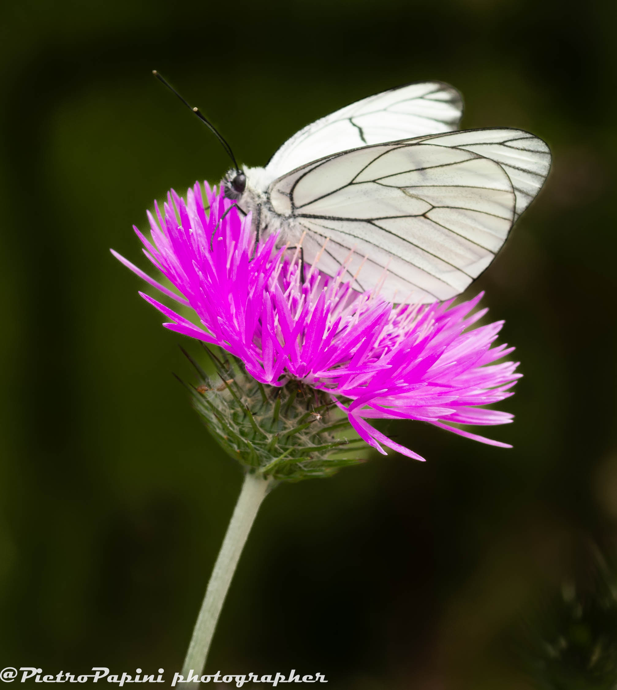 Aporia crataegi on flower