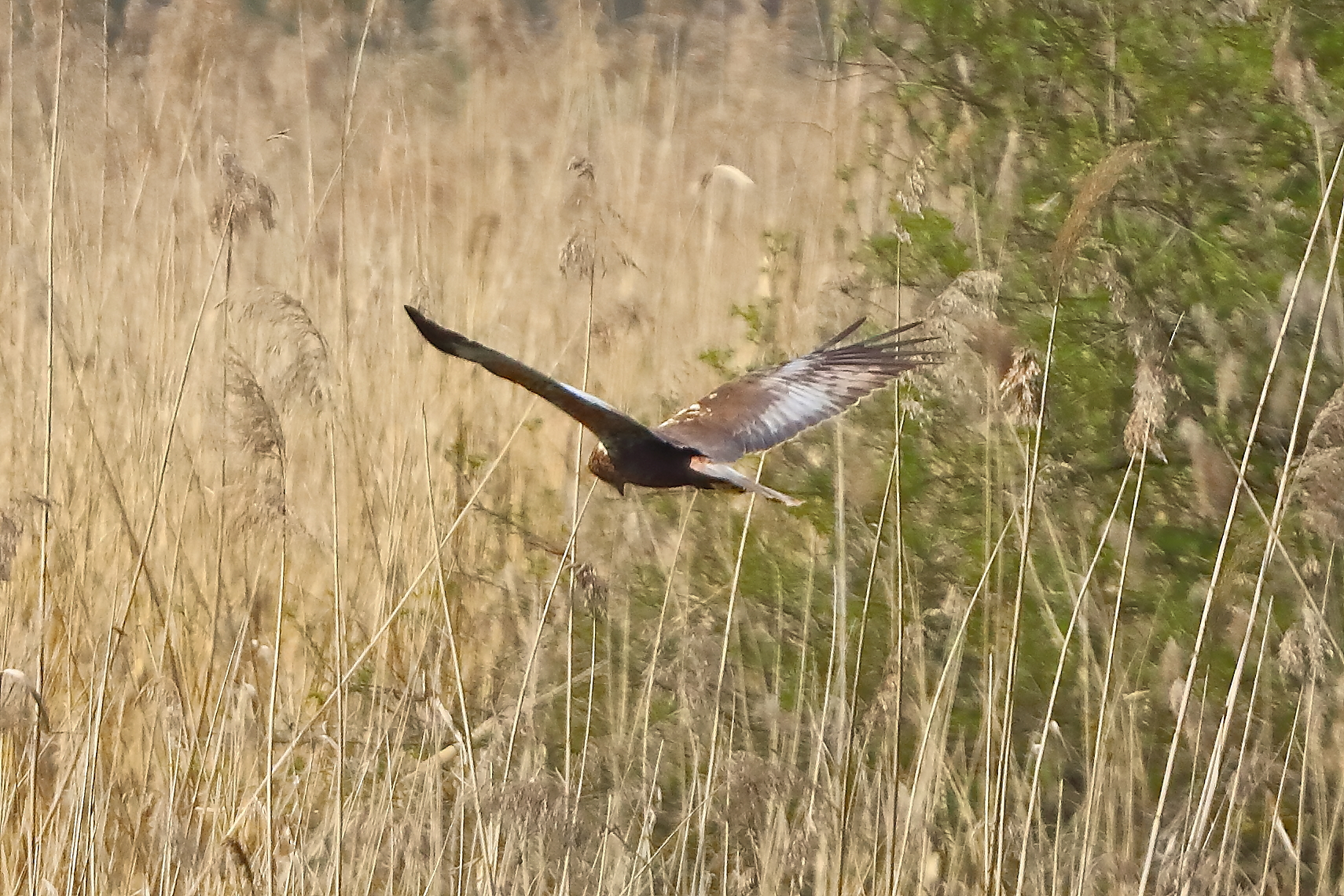 Falco di palude M 05 aprile 2025 - 0174