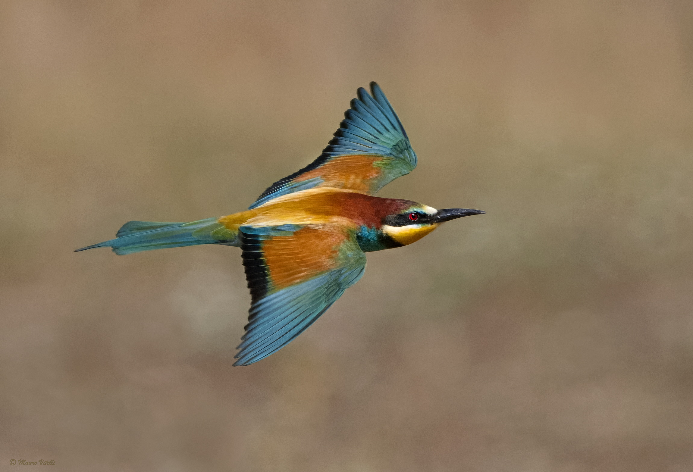 Bee-eater