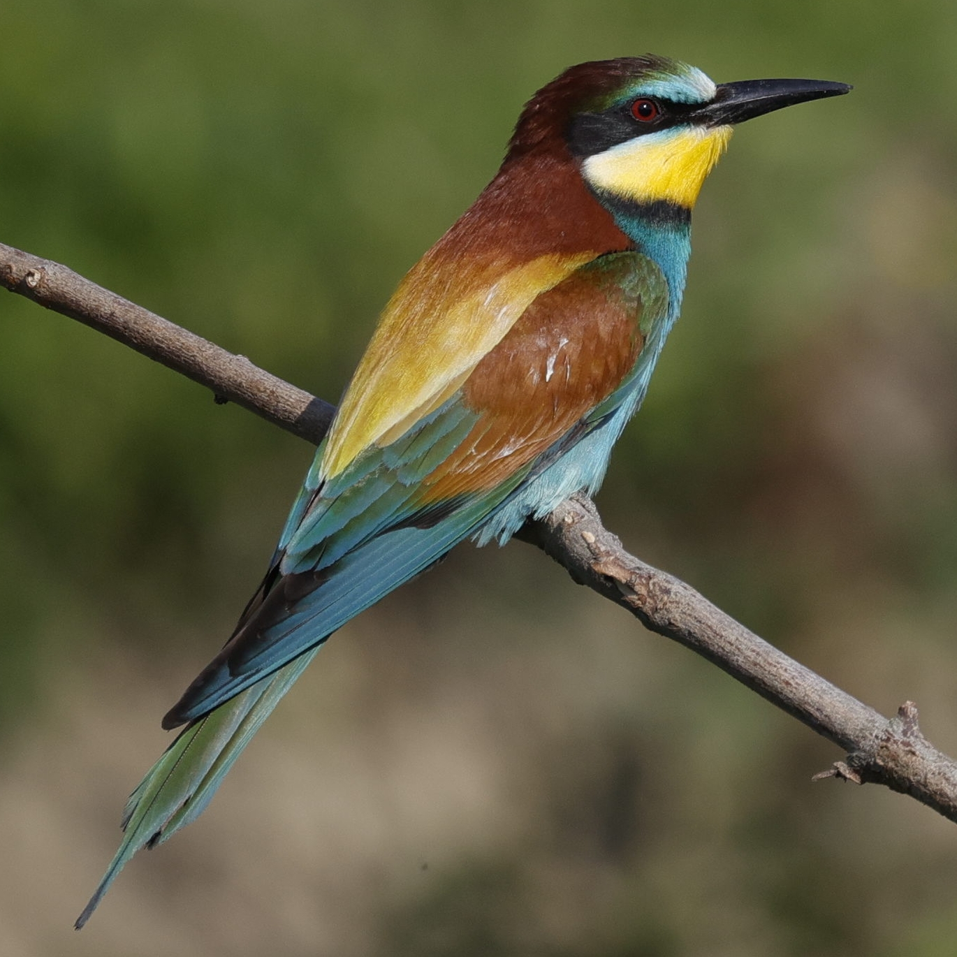 Bee-eater