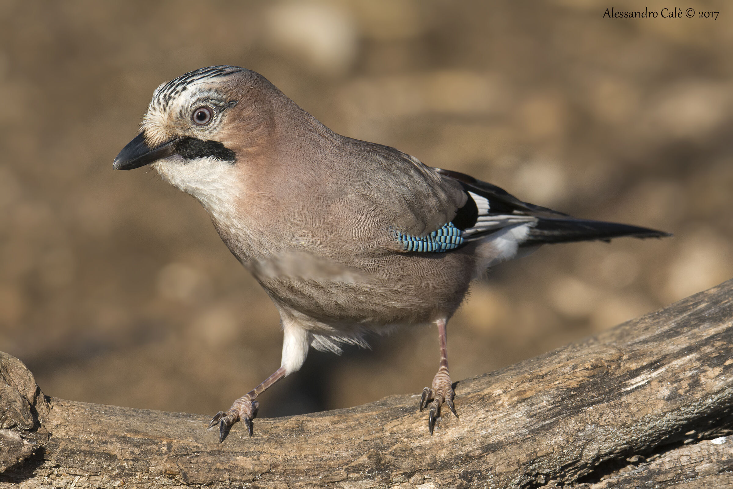 Garrulus glandarius (Ghiandaia) 7727