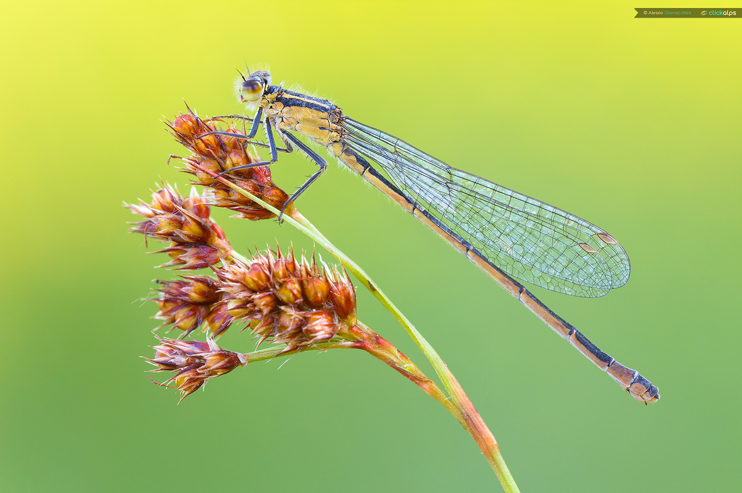Ischnura elegans ??