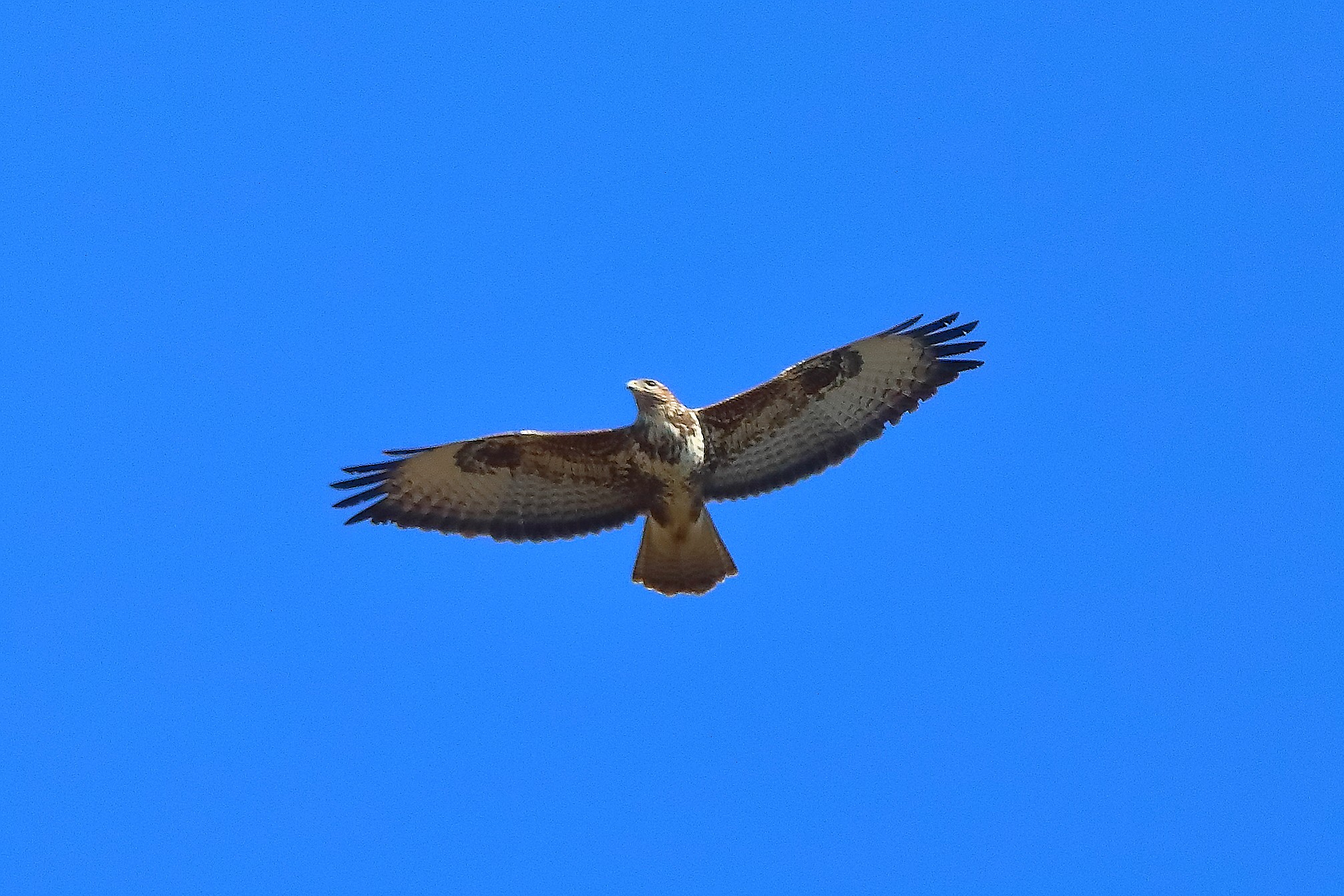 Poiana 04 marzo 2025 - 0033