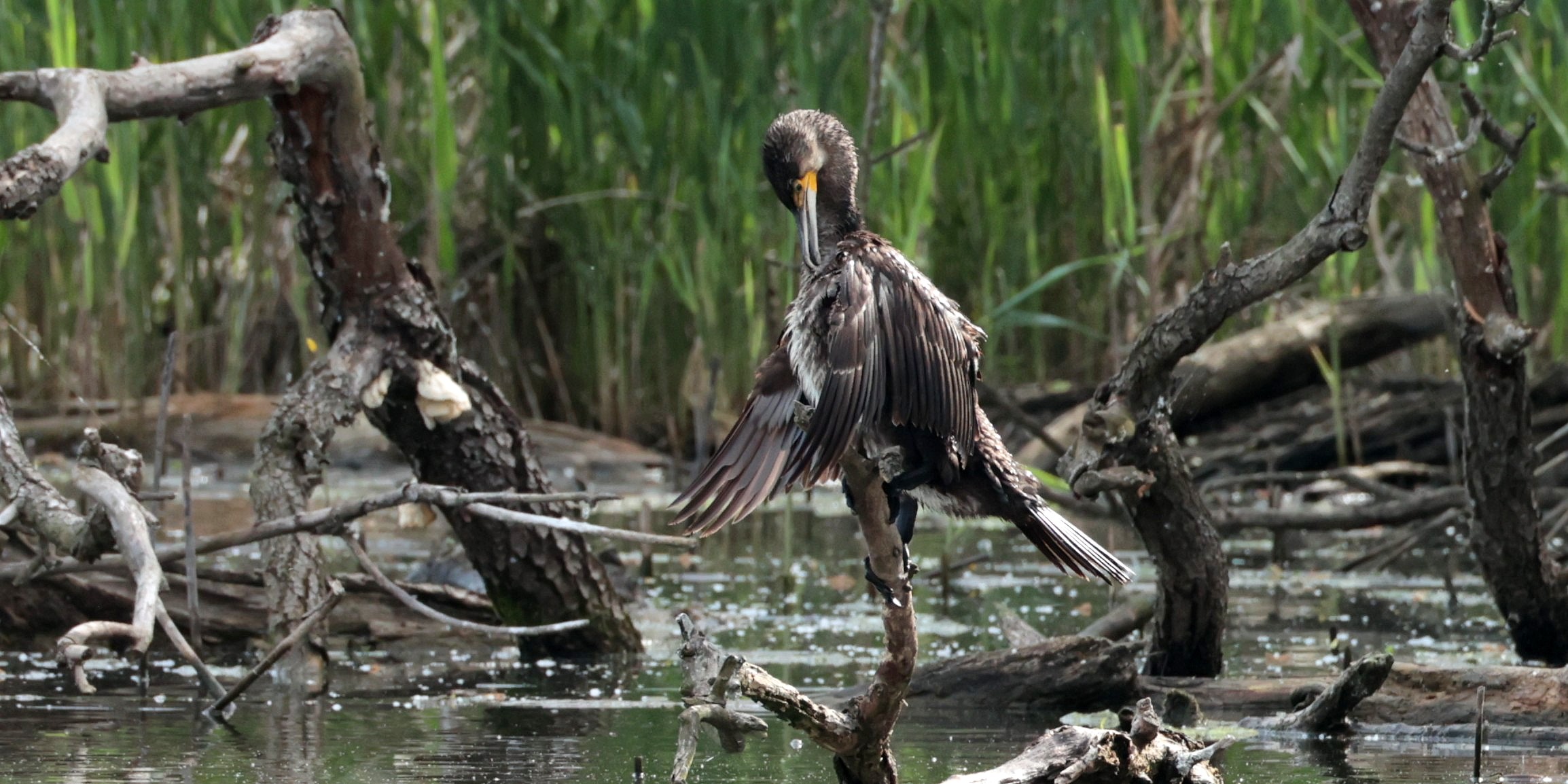 cormorano