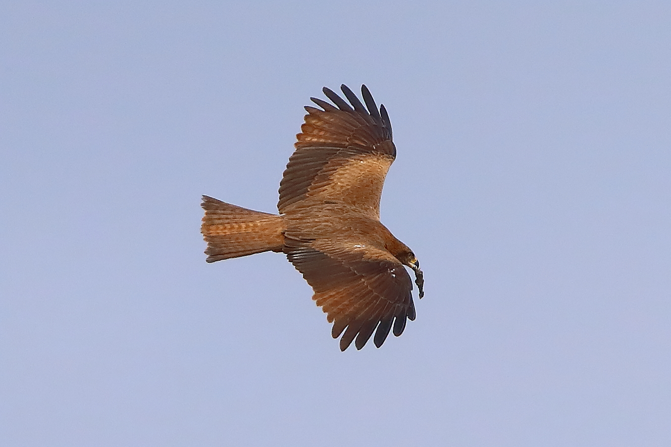 Nibbio bruno 29 marzo 2025 - 0112