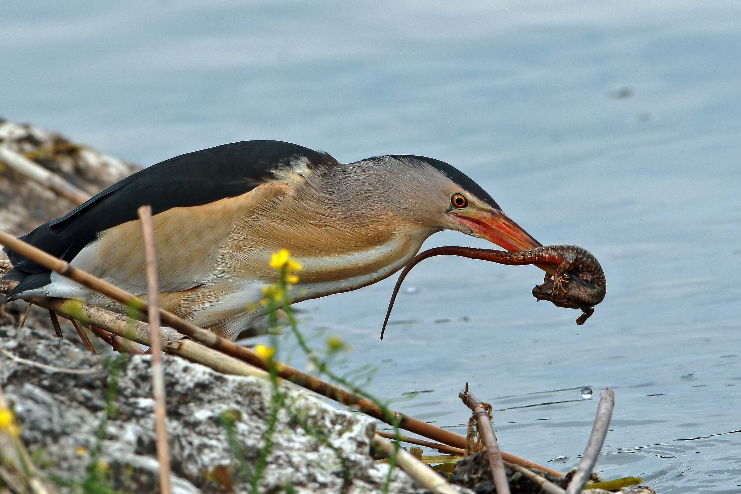 La disperazione della preda.
