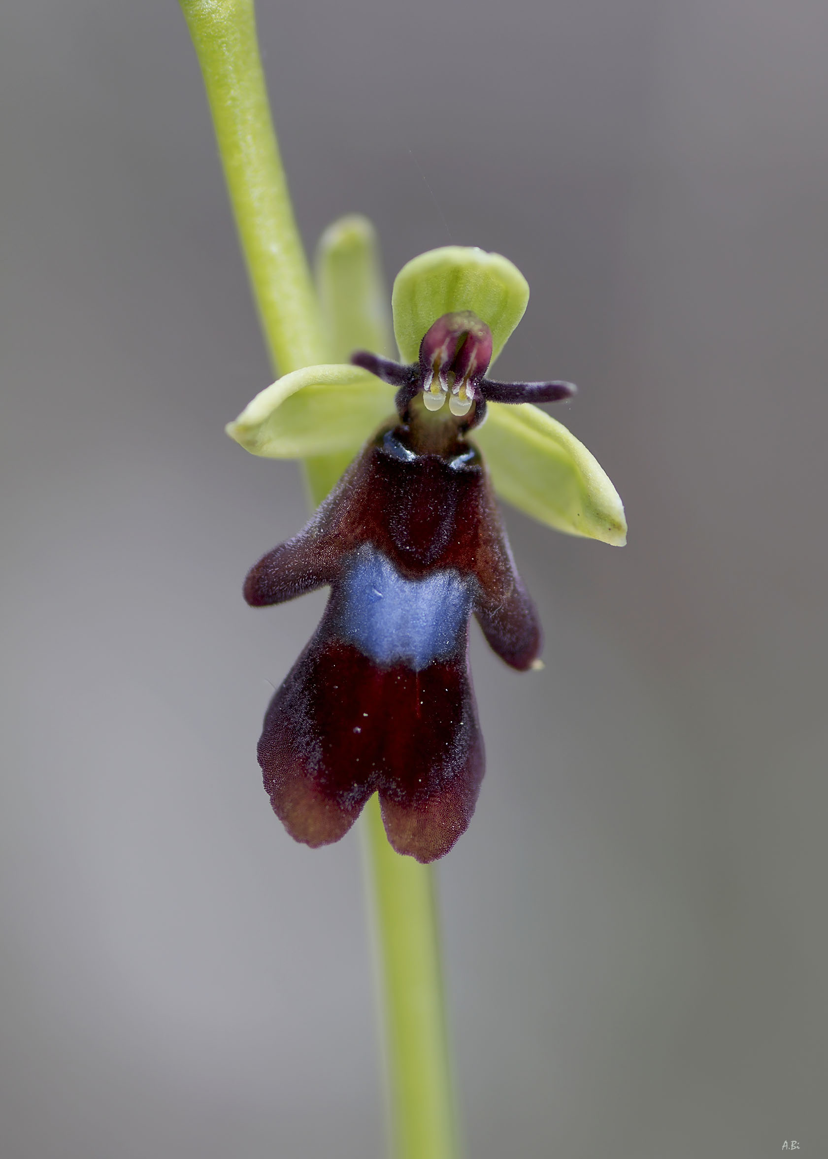 Oprhys insectifera