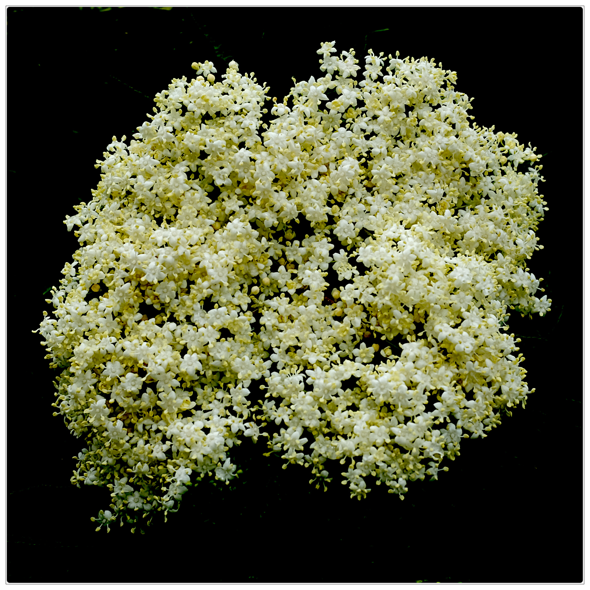 Elderflower (Sambucus).