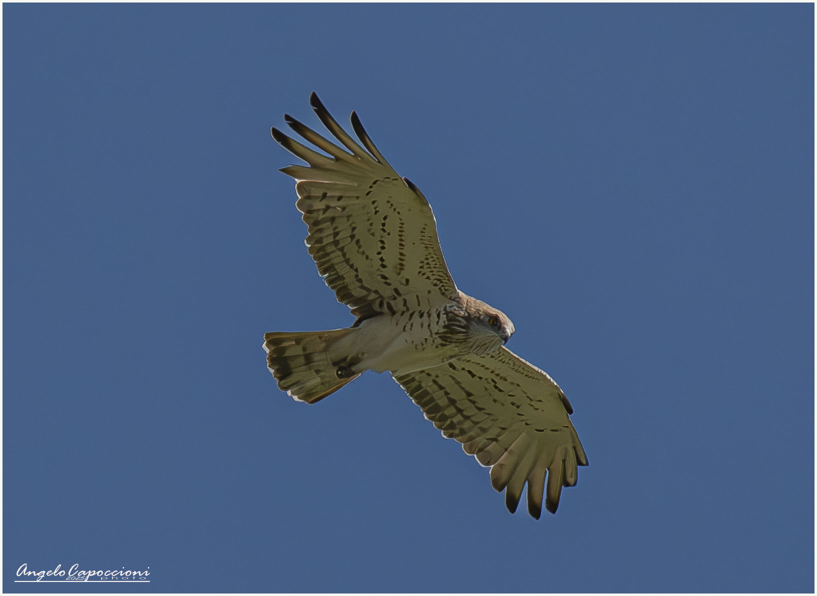 Short-toed eagle (Circaëtus gallicus) snake eagle