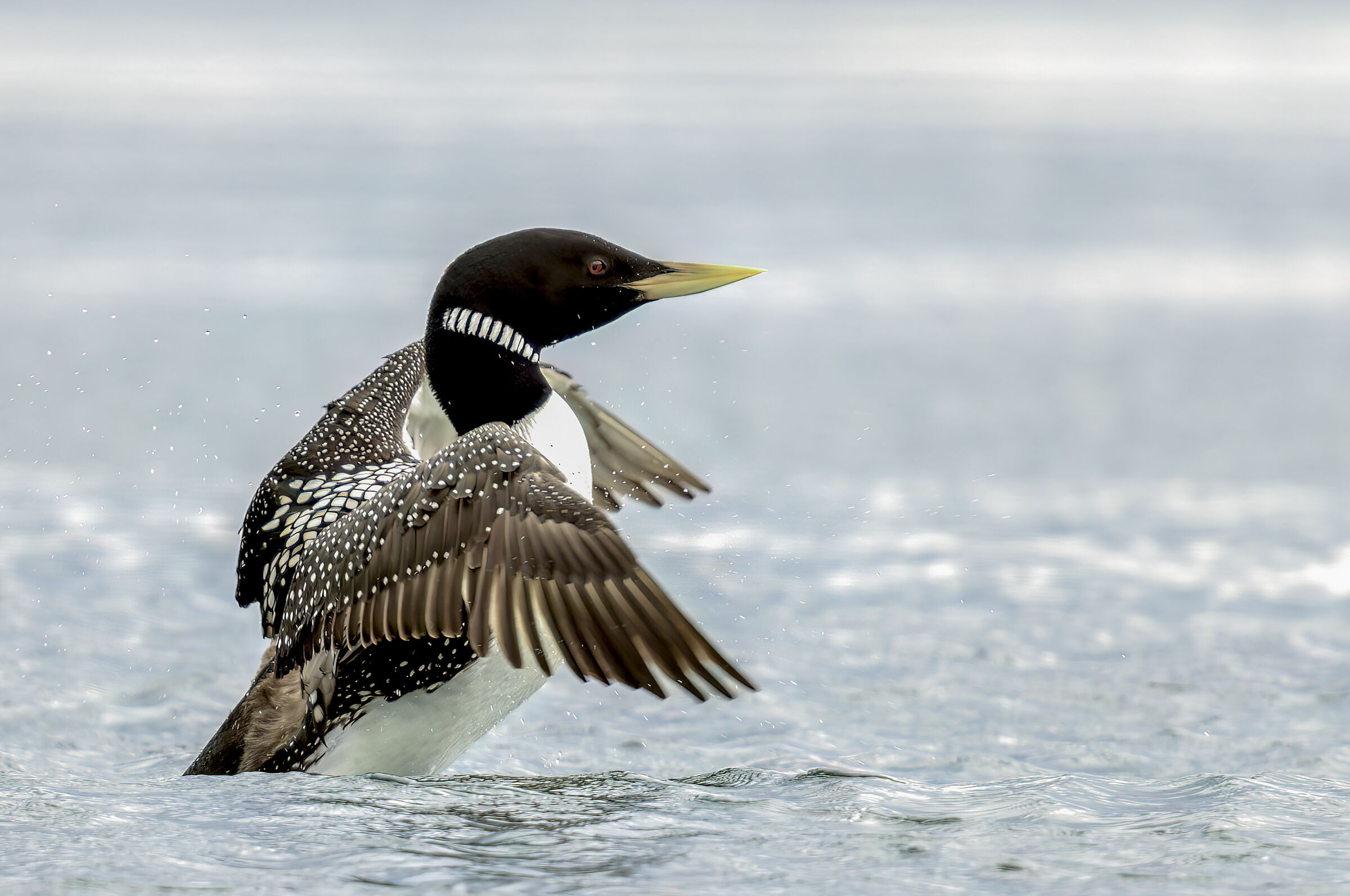 White-billed diver