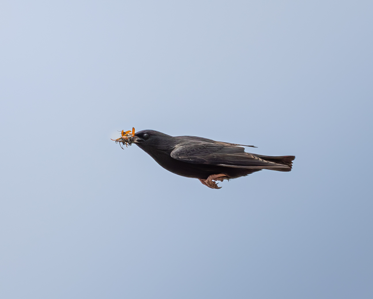 Black starling with cue