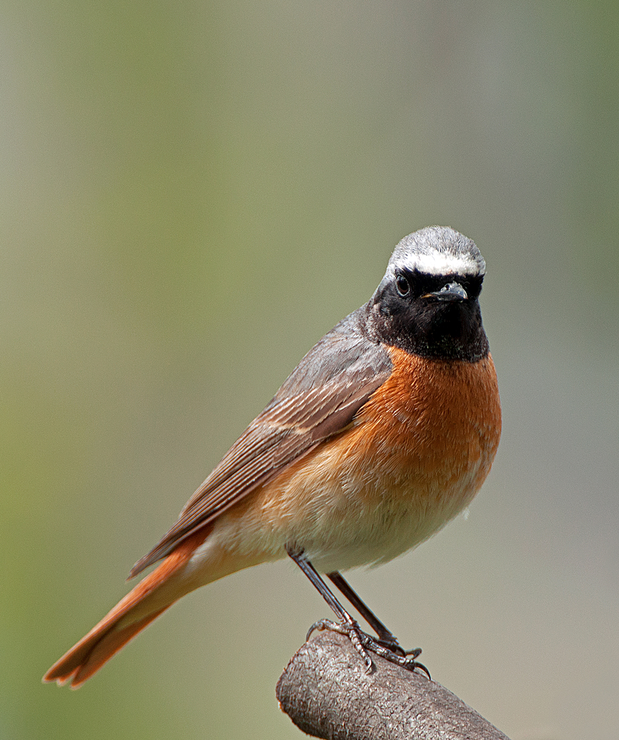 Redstart