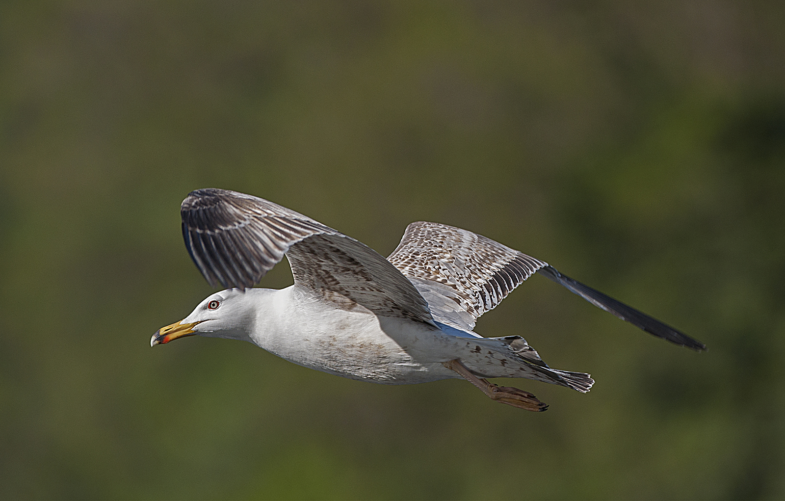 Herring gull