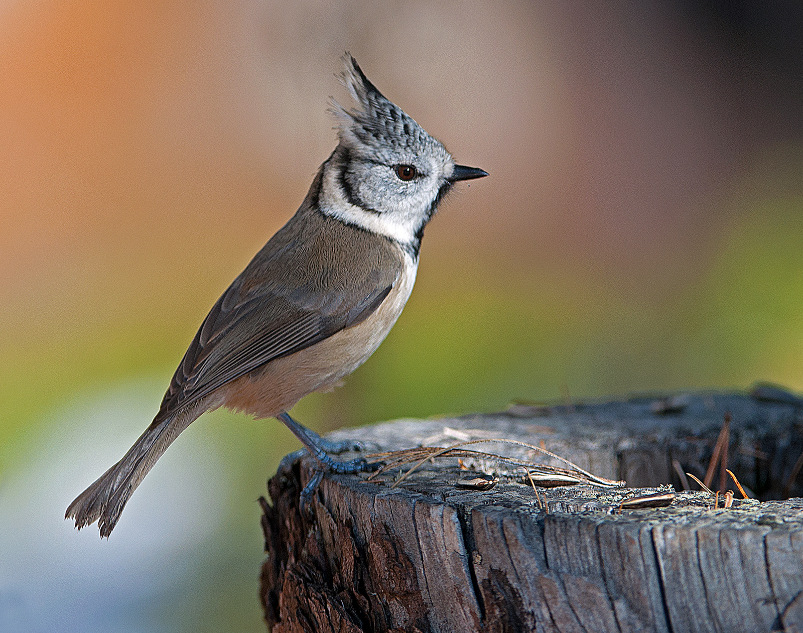 Tufted