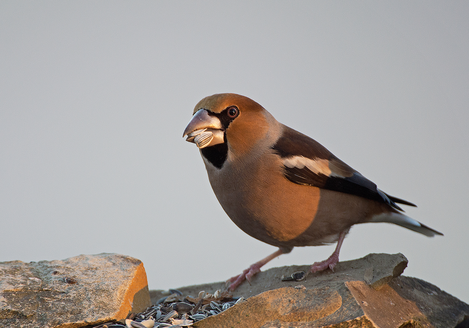 Hawfinch