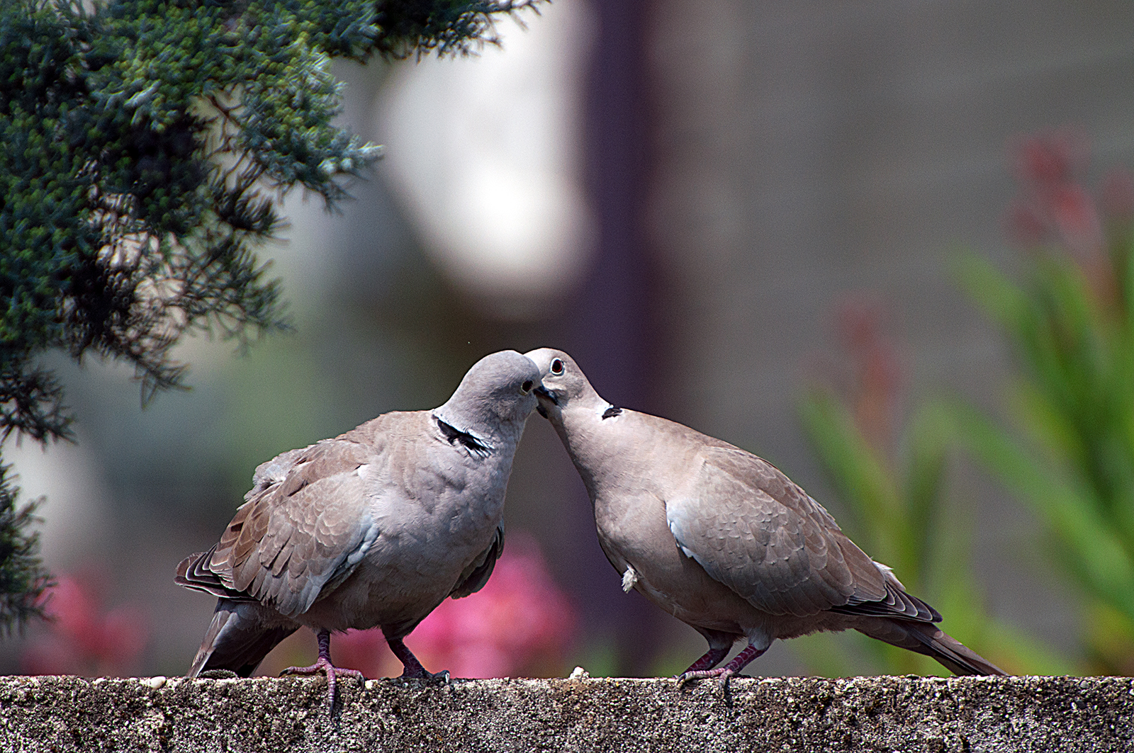 The Kiss