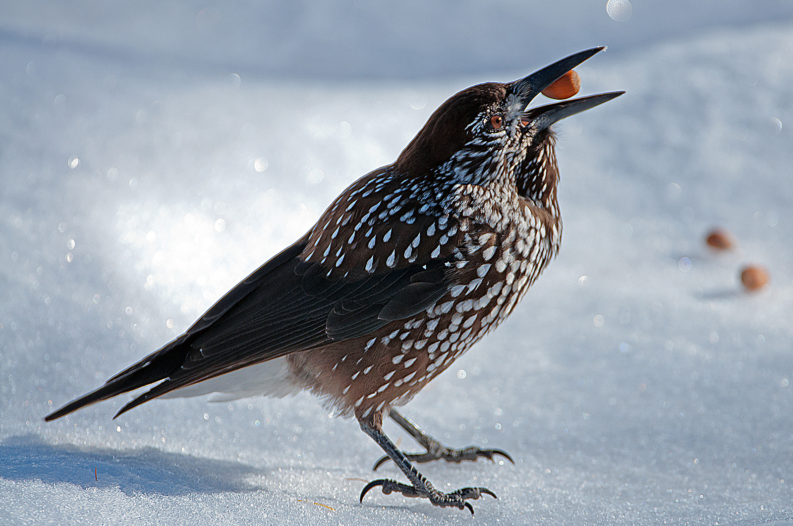 Spotted nutcracker