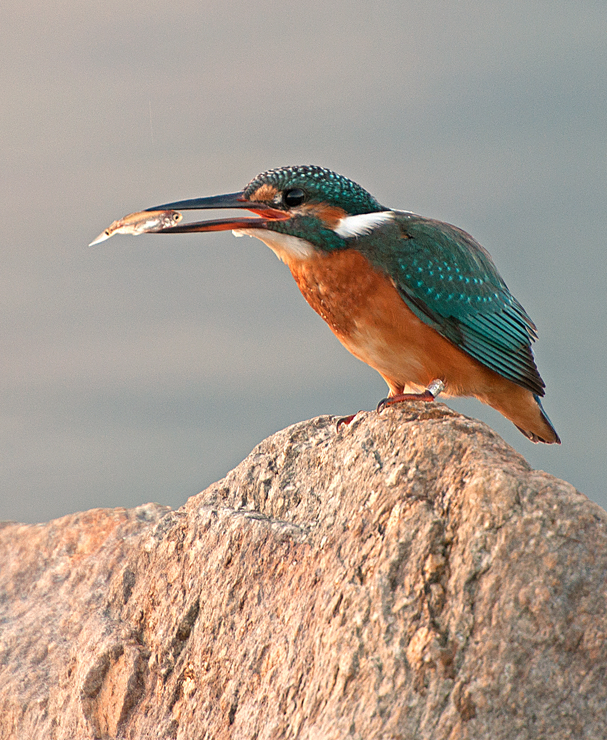 Kingfisher