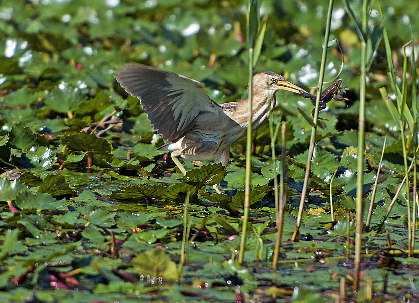 Little bittern