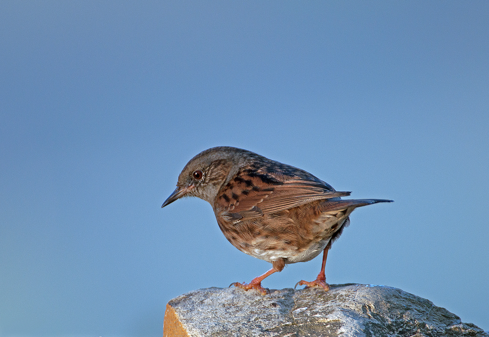 Dunnock