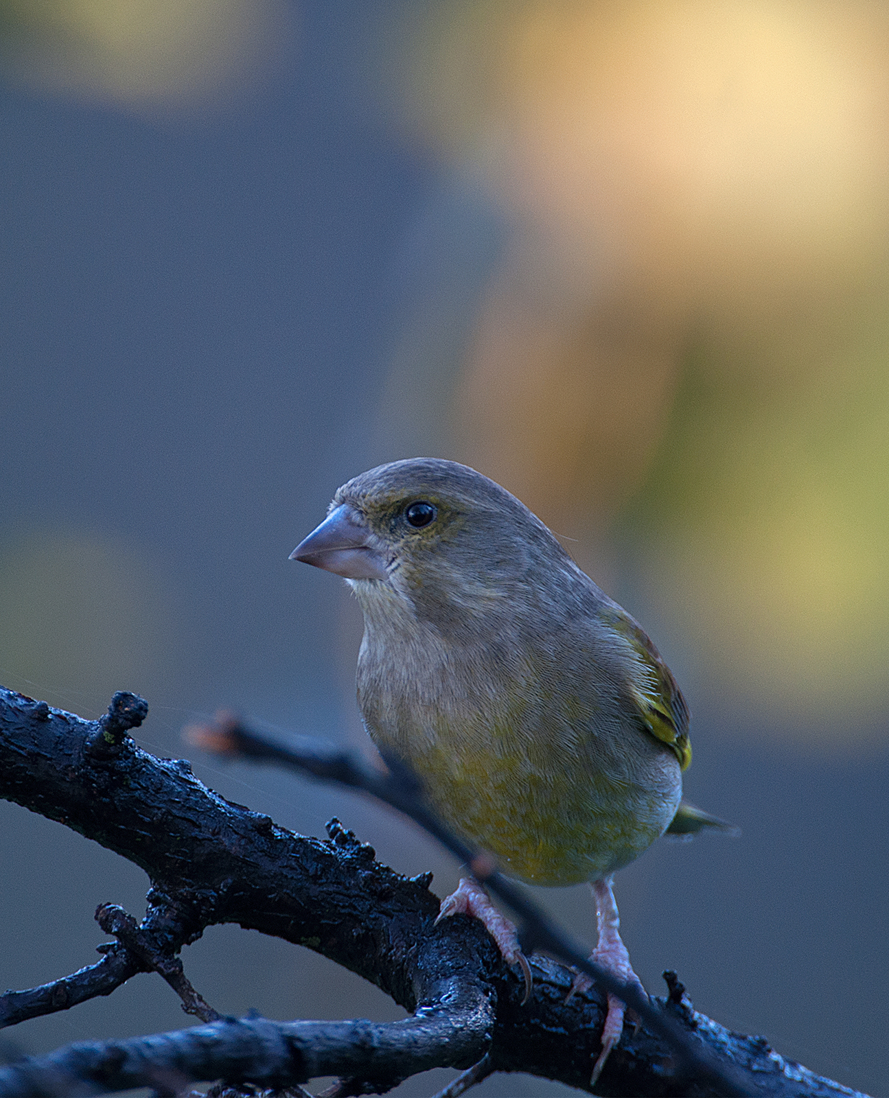 Greenfinch