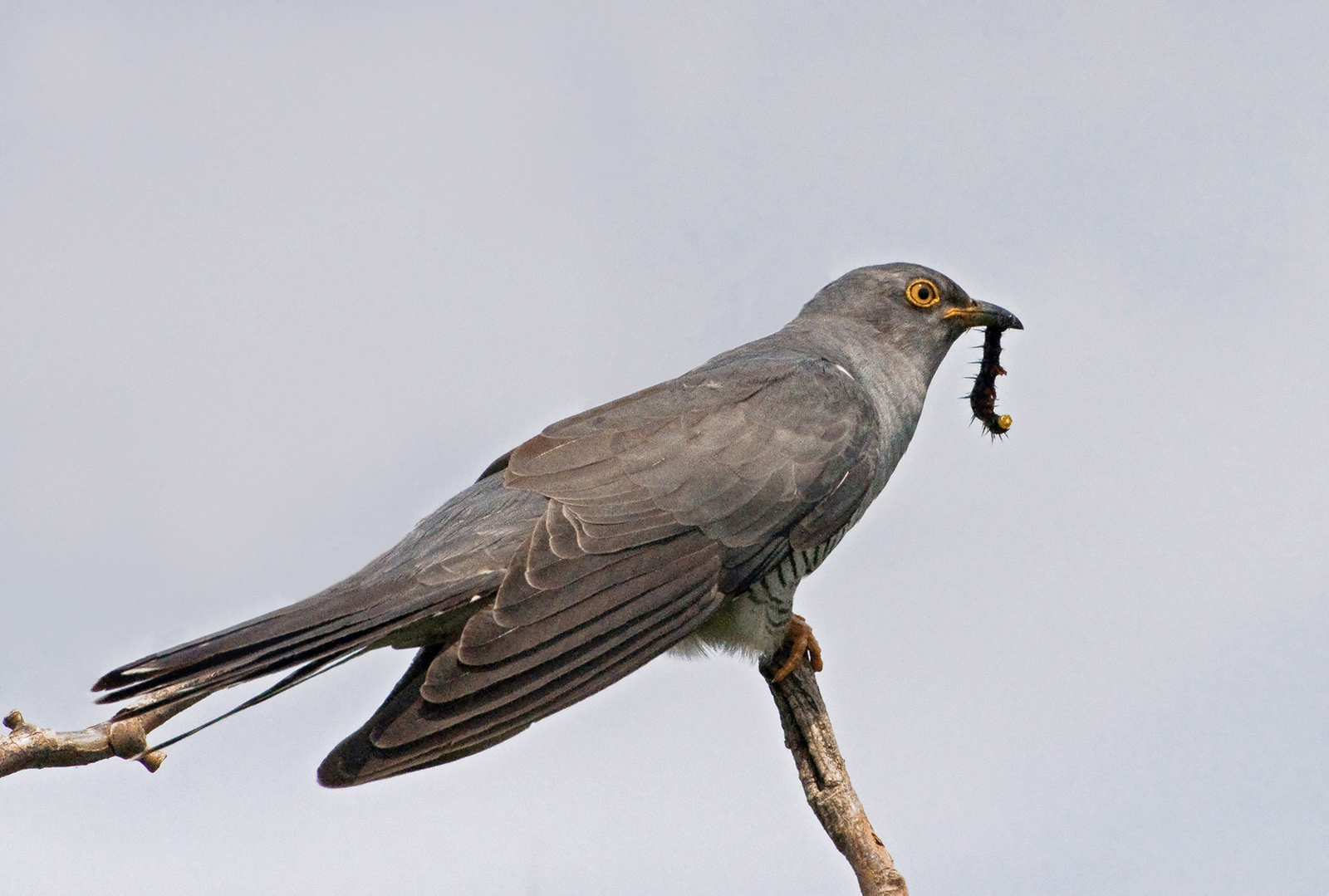 Cuckoo