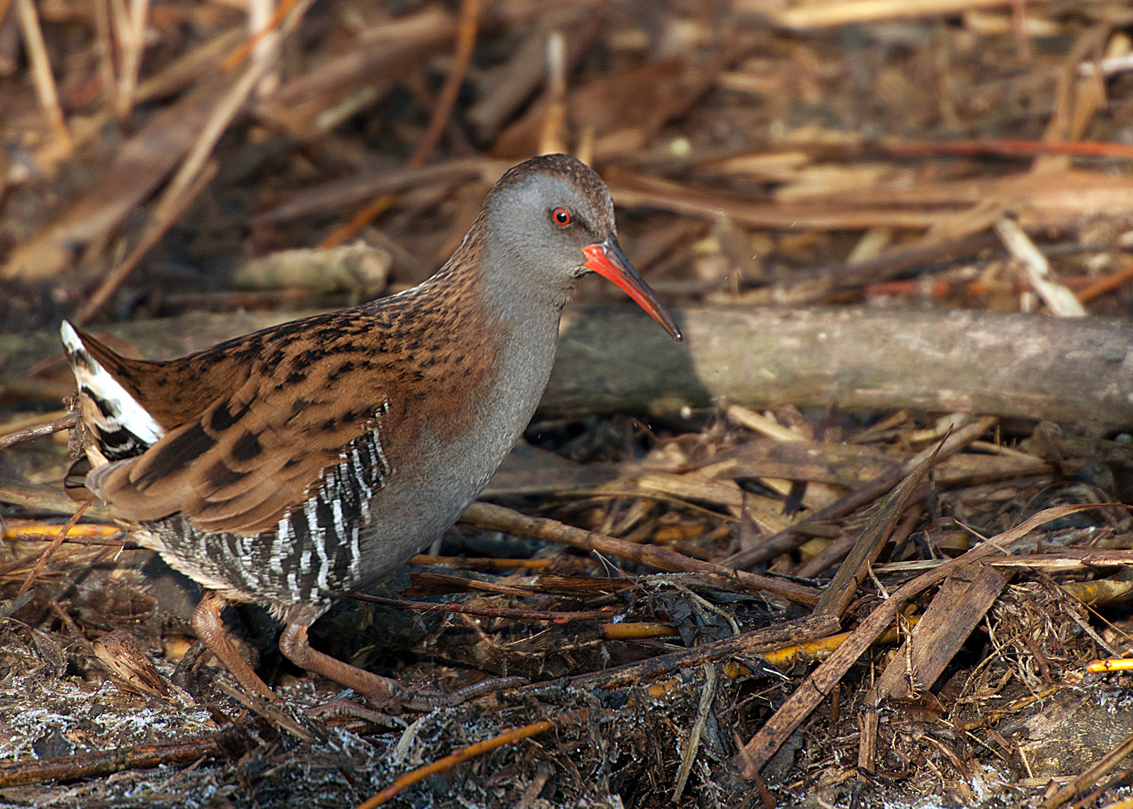 Water rail