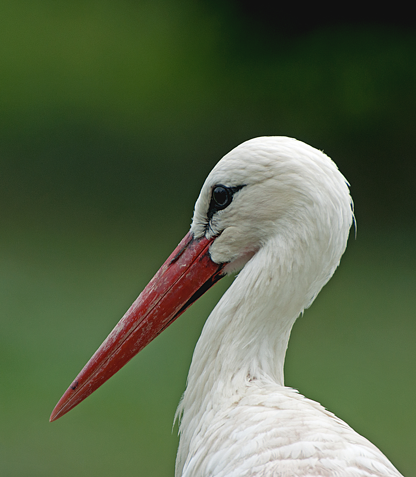 Stork