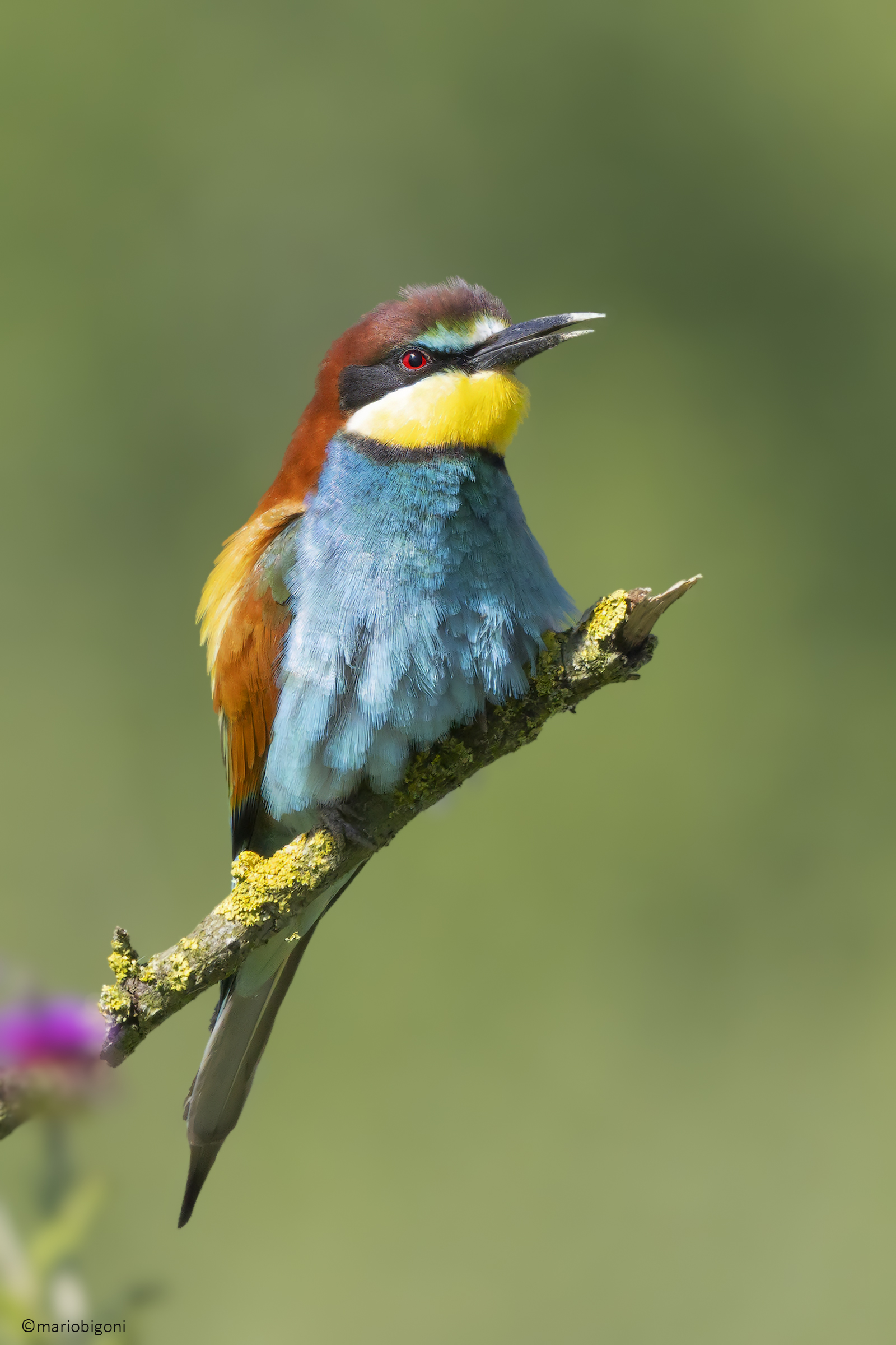 Bee-eater