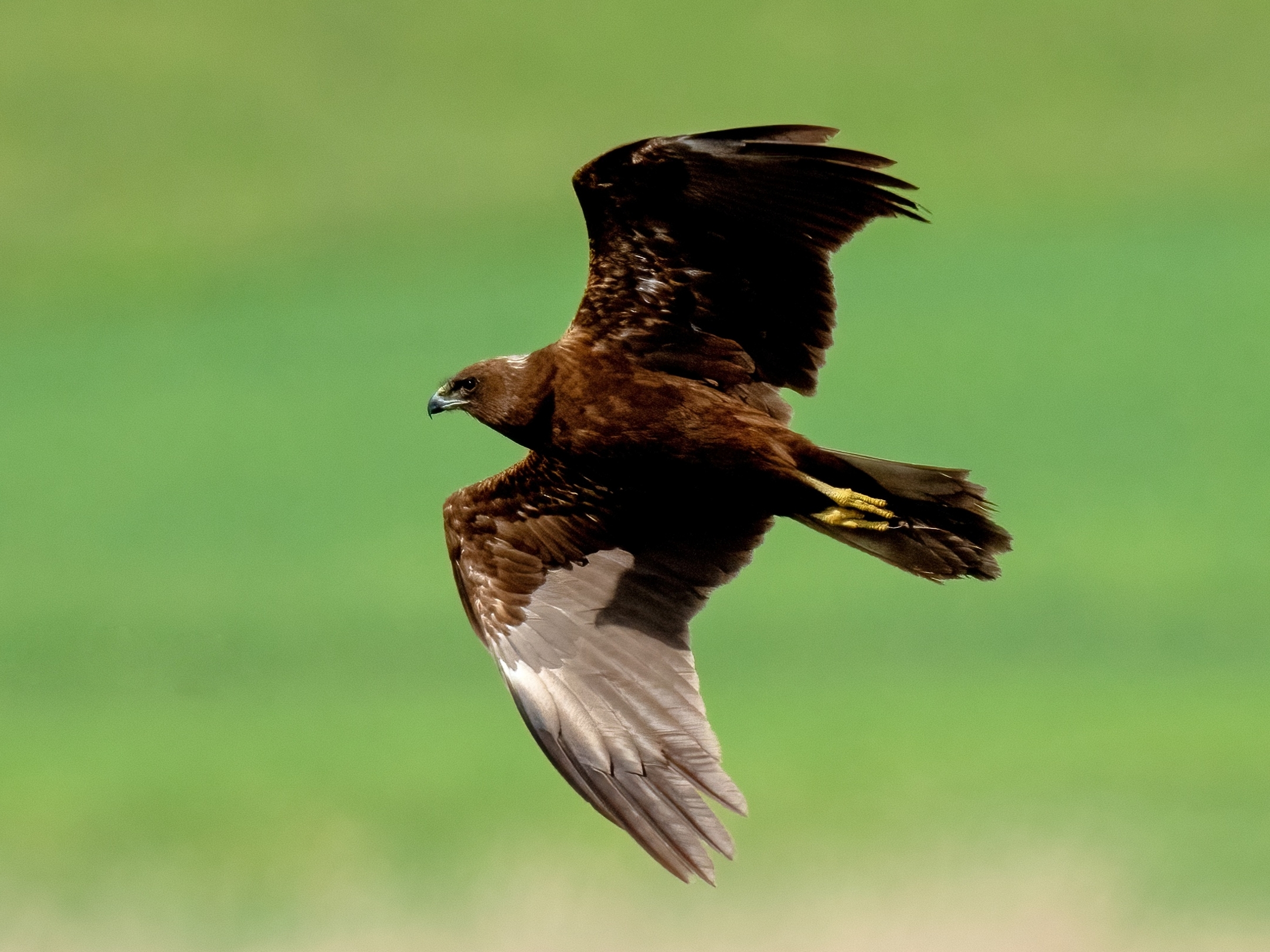 Falco di palude (Circus aeruginosus)