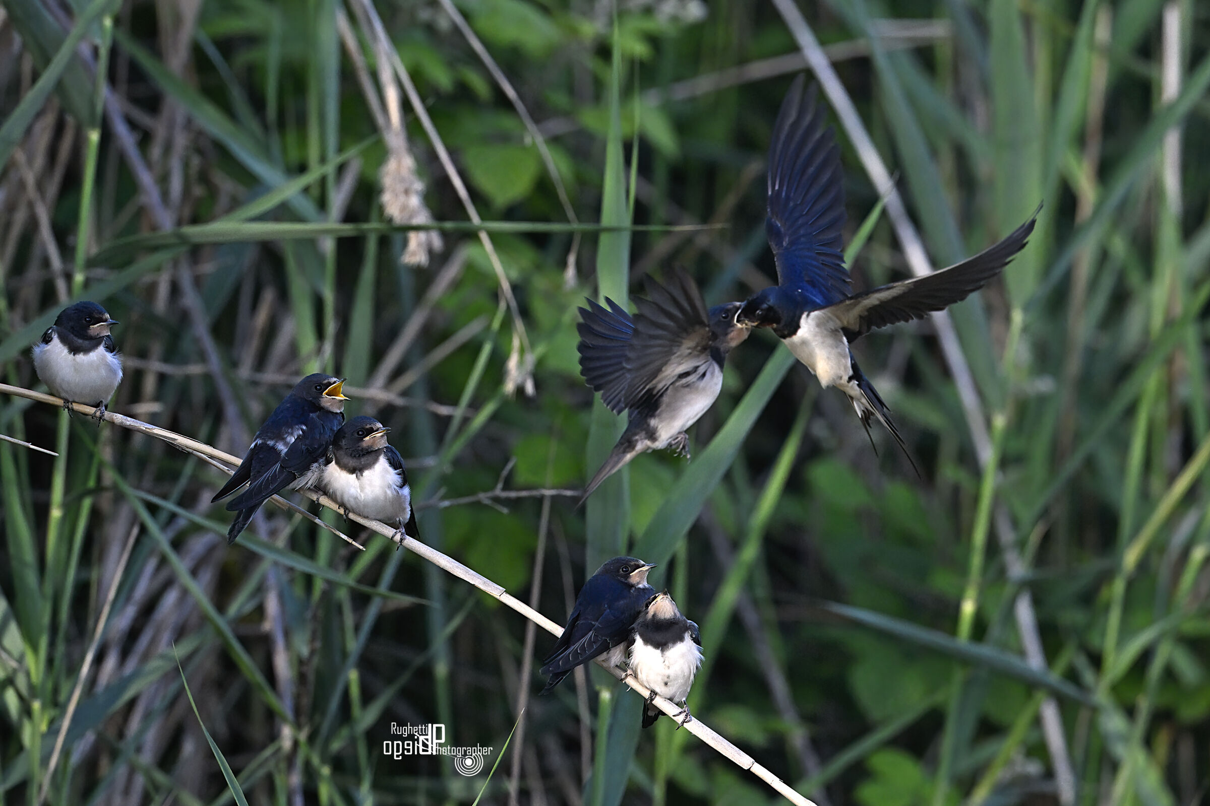Swallows