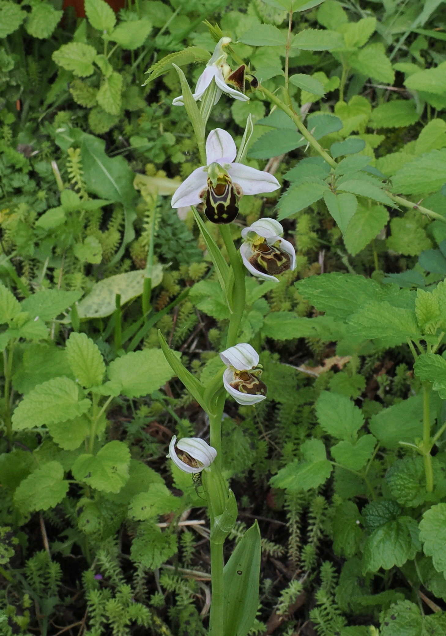 Ophrys apifera (Ofride fior d'ape)