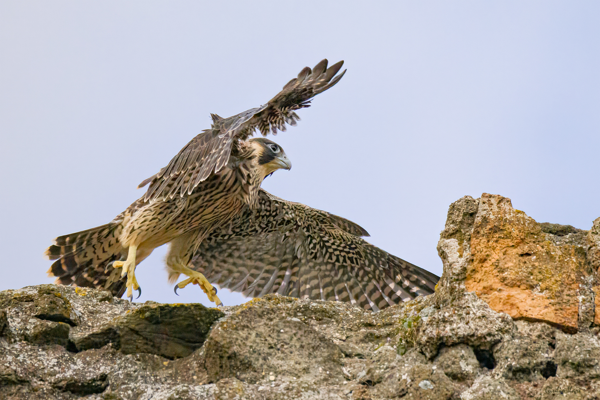 Peregrine