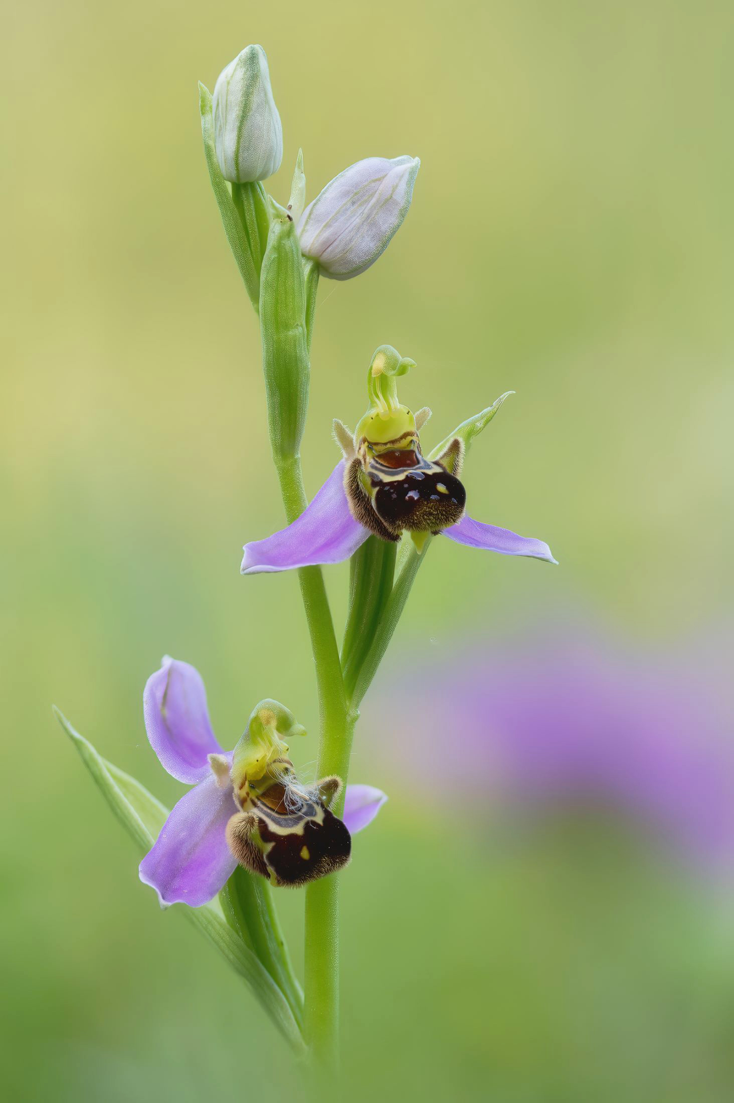 Ophrys apifera
