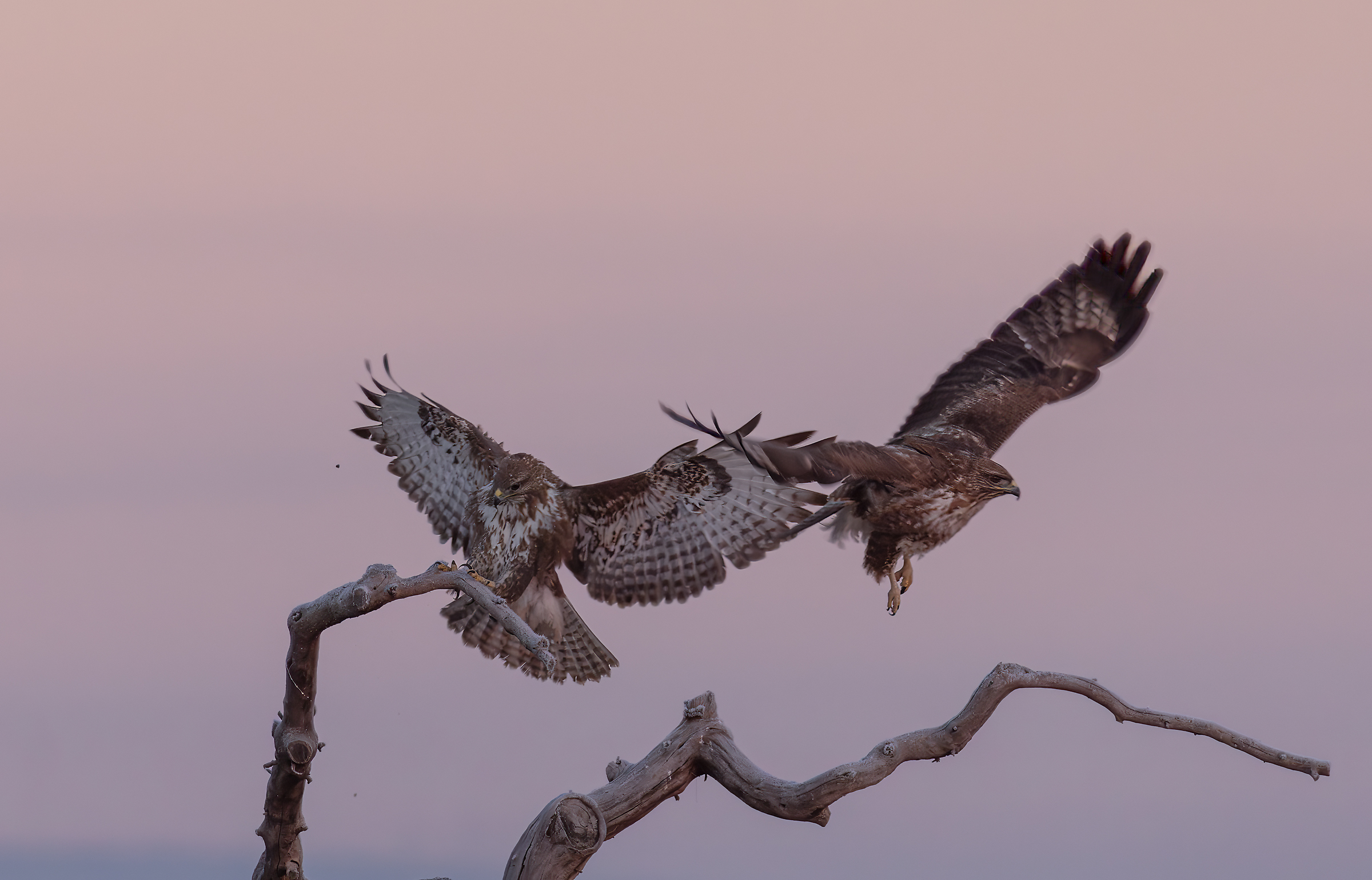 Buzzard - Skirmishes at dawn