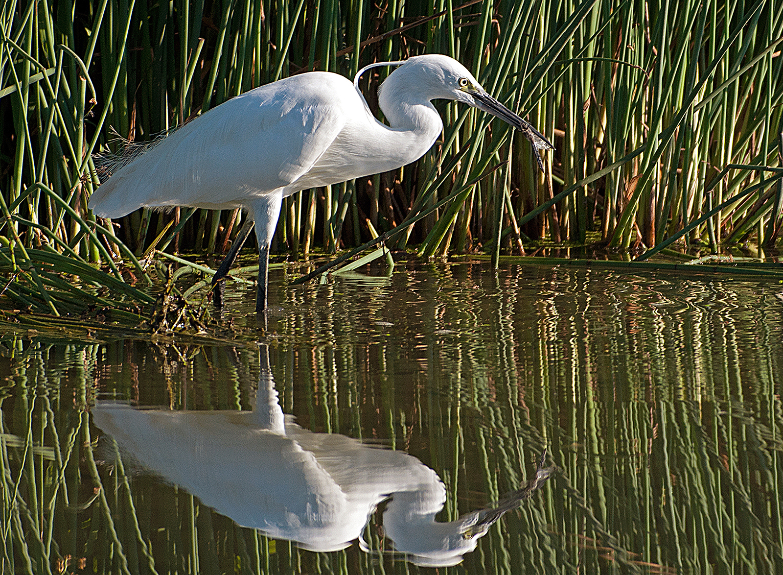 Egretta Garzetta