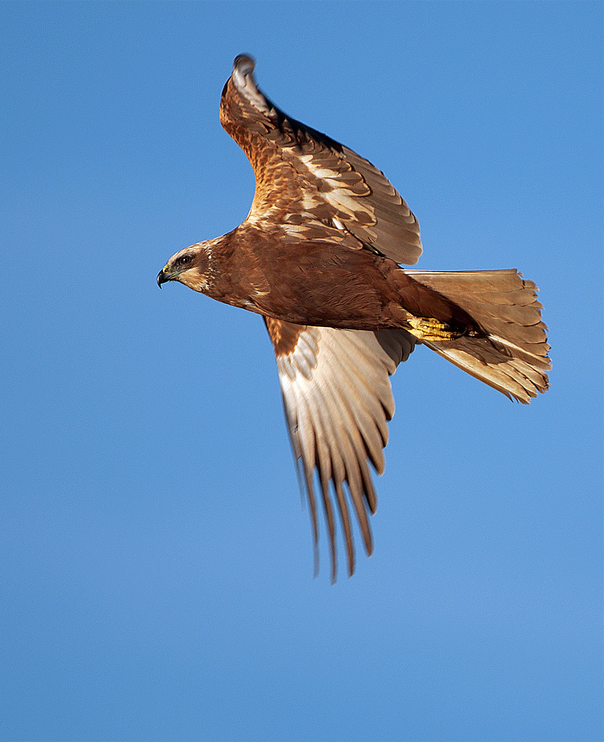 Marsh Harrier