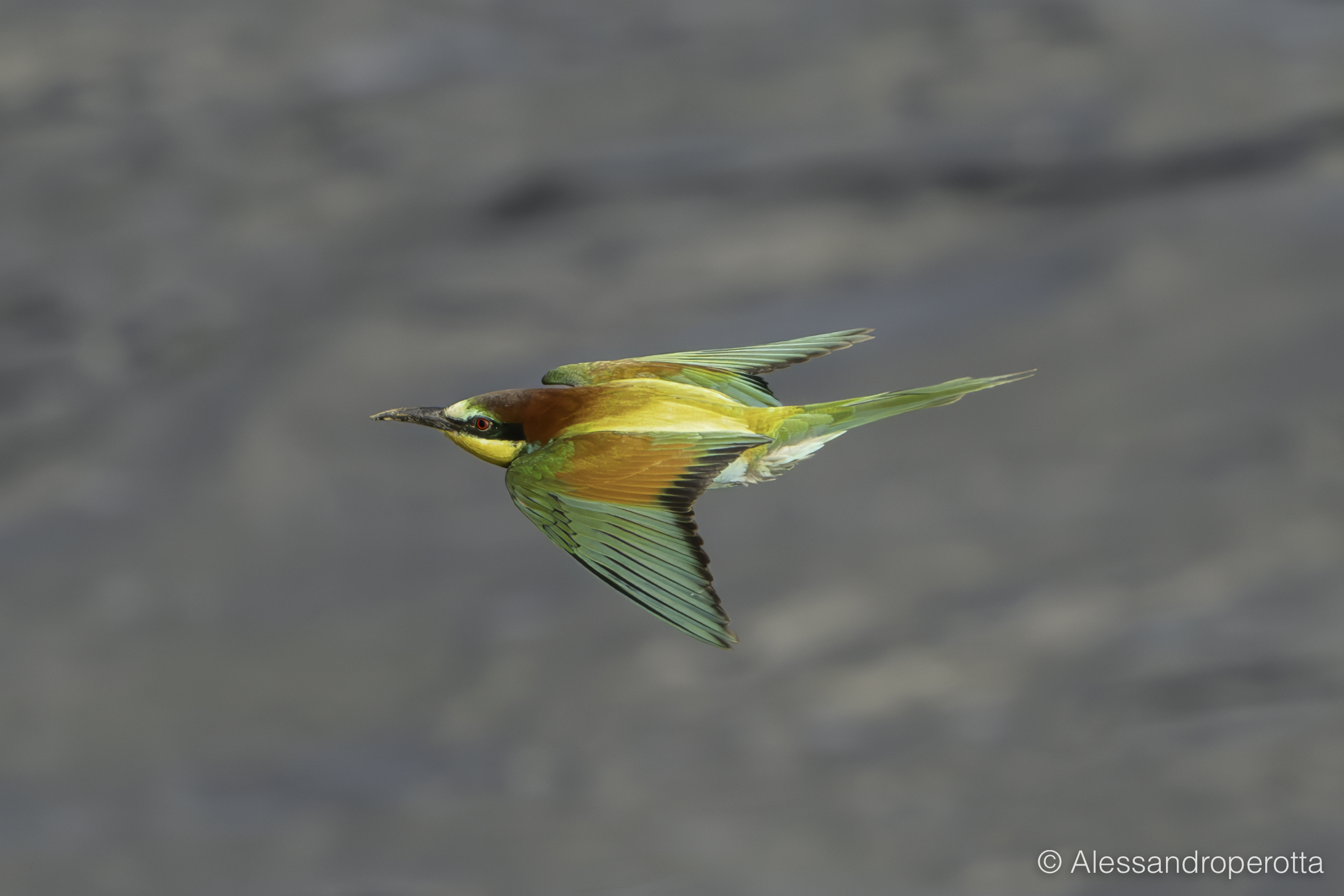 Merops apiaster