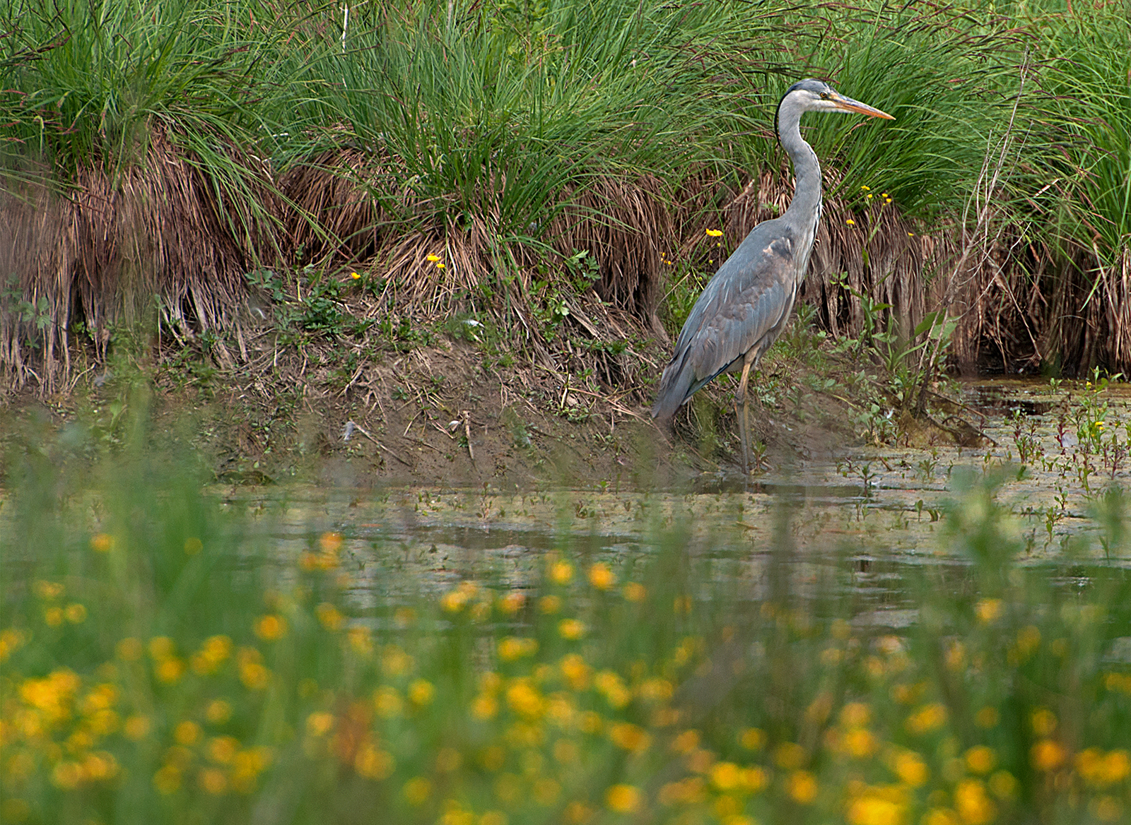 Grey heron