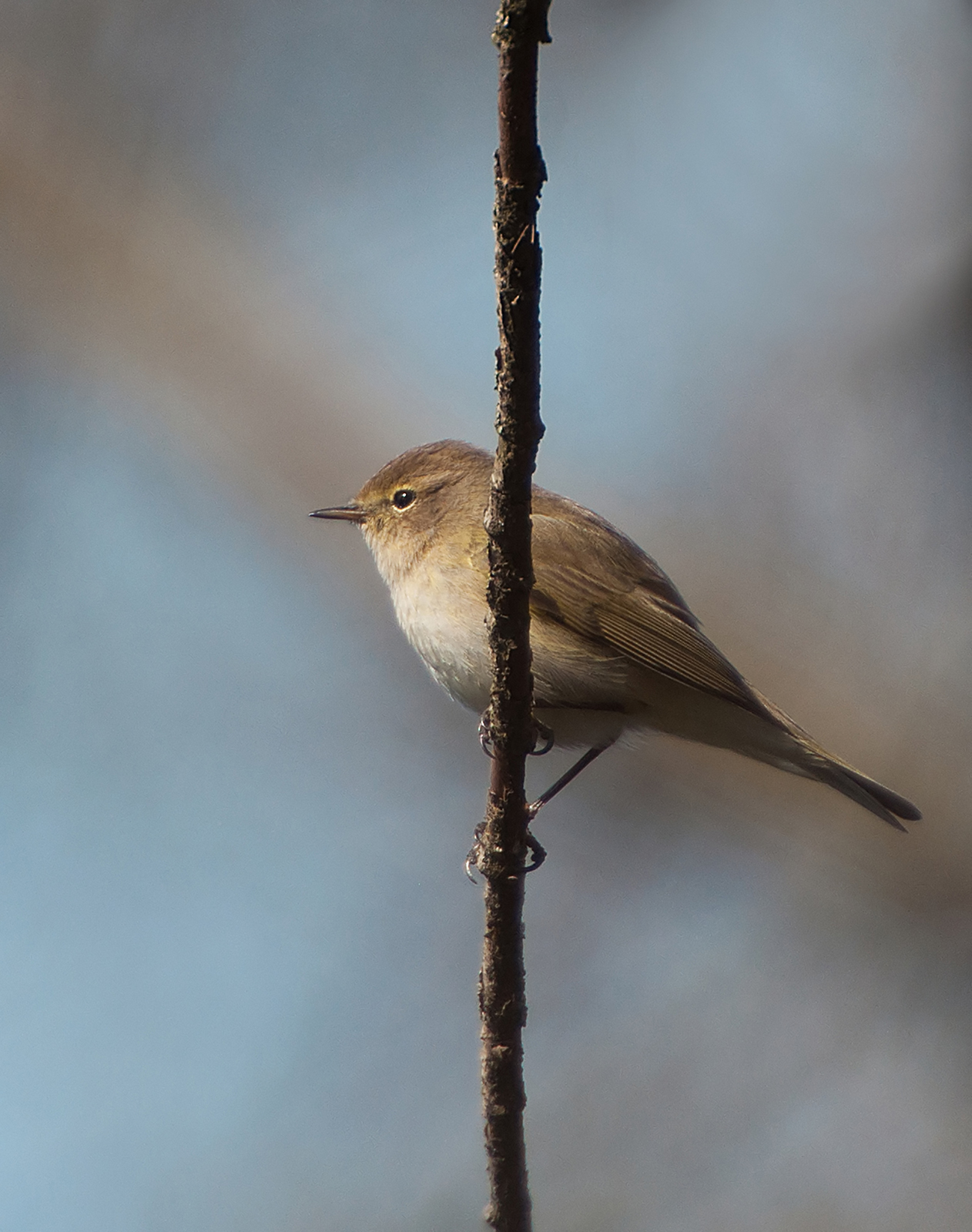 Chiffchaff