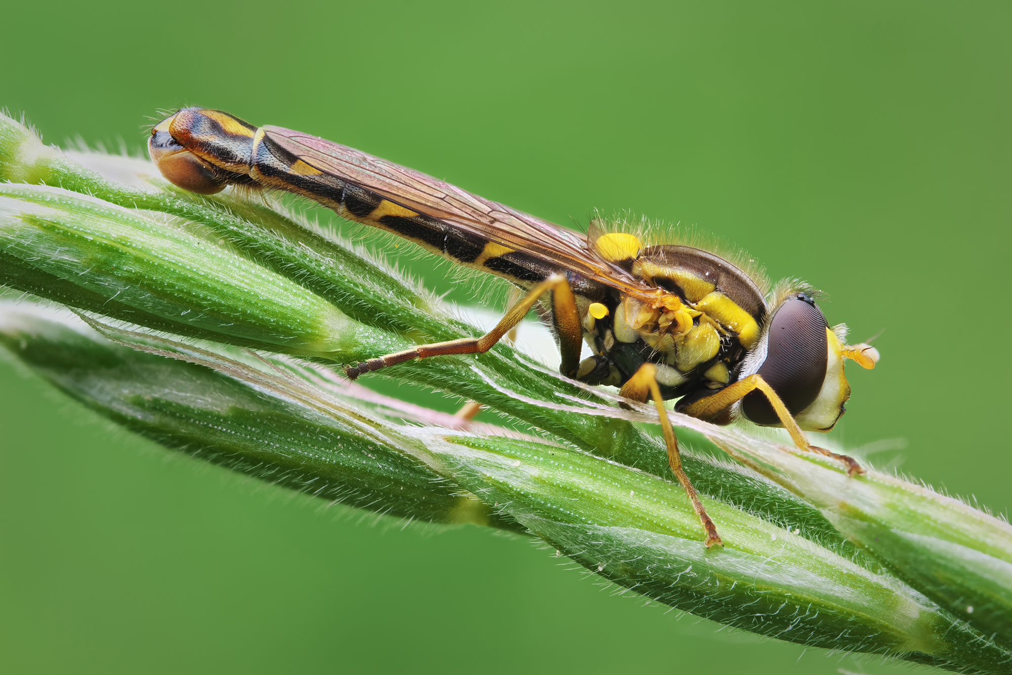 Sphaerophoria scripta