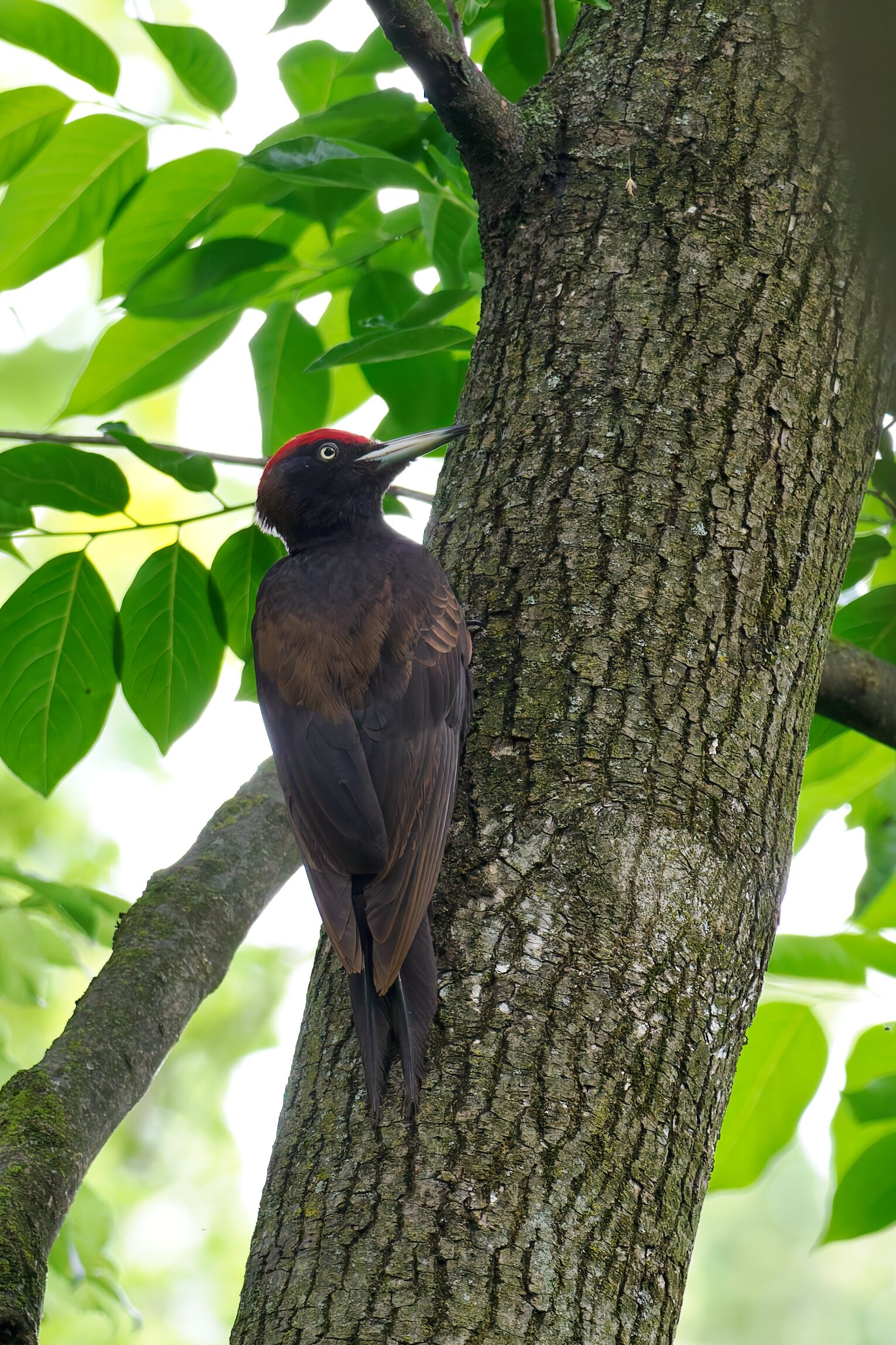 Black woodpecker