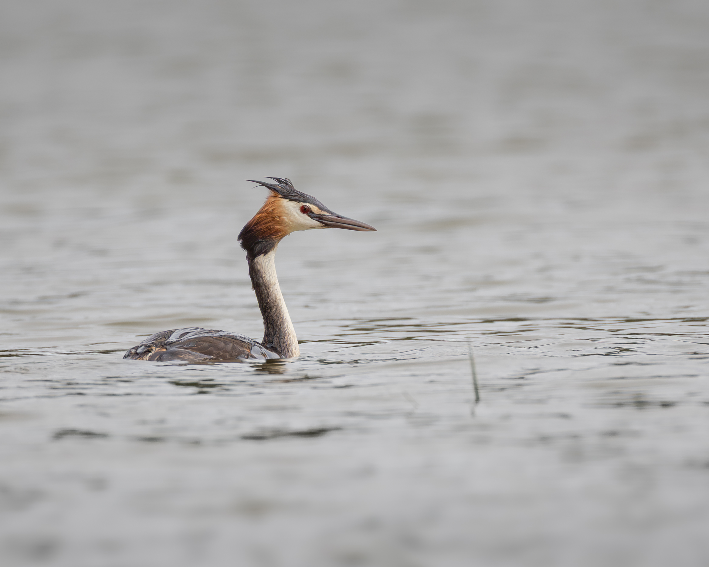 Great crested grebe