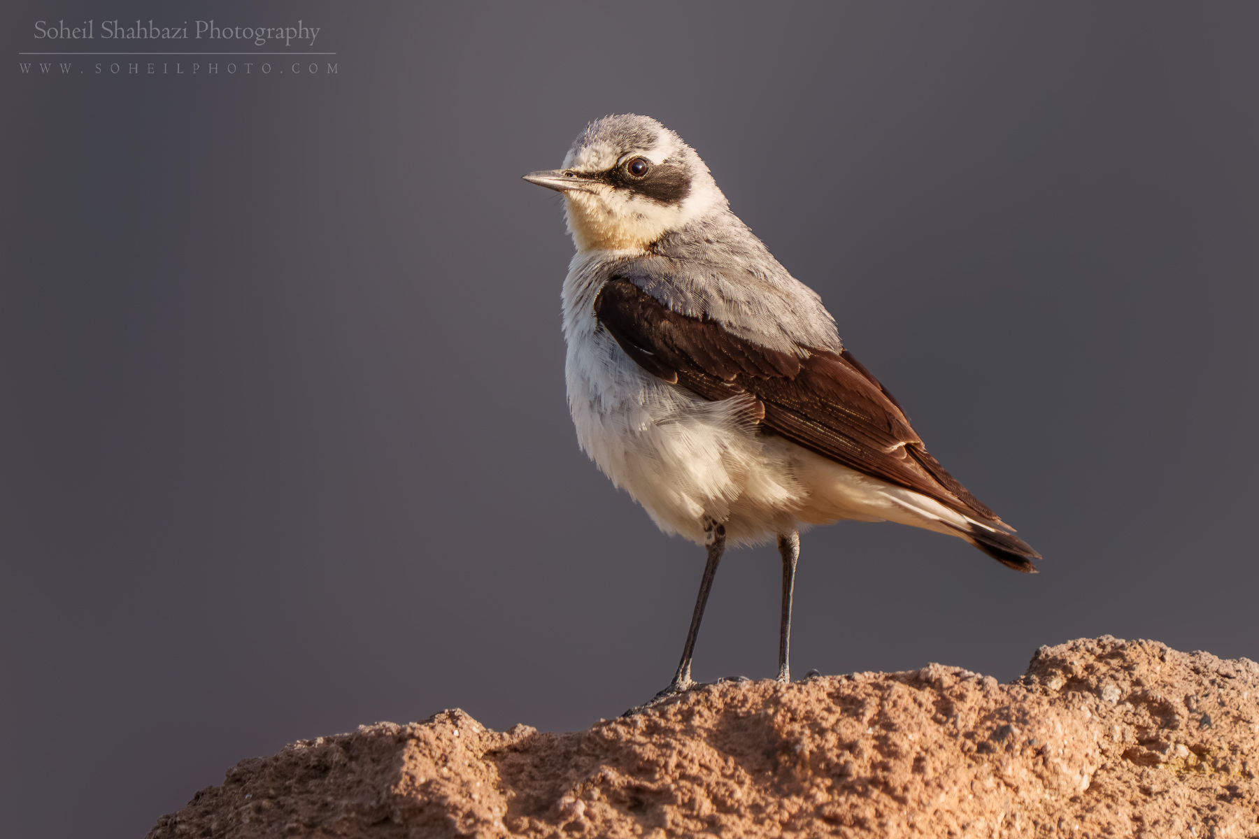 Northern wheatear