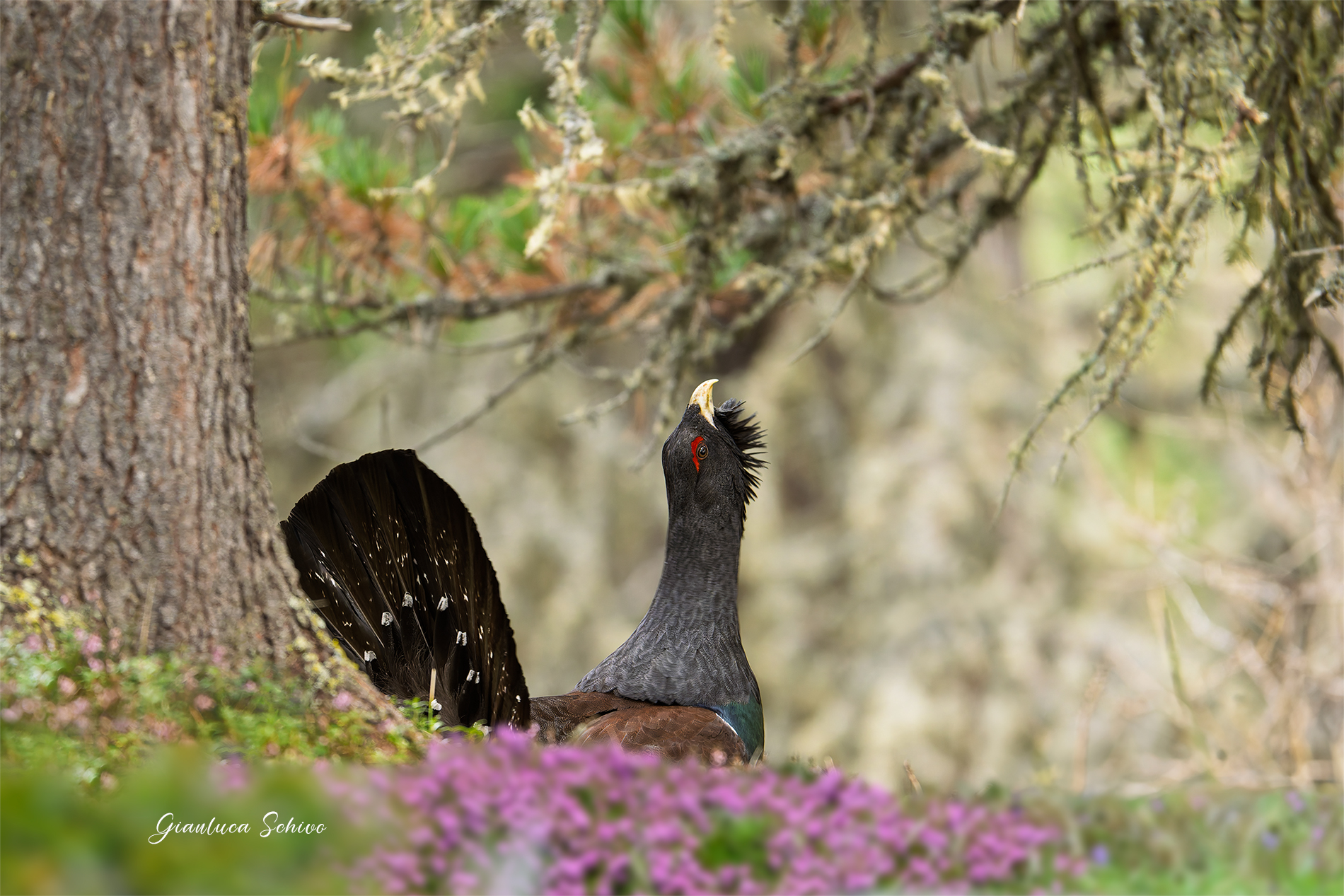 Sotto al grande abete